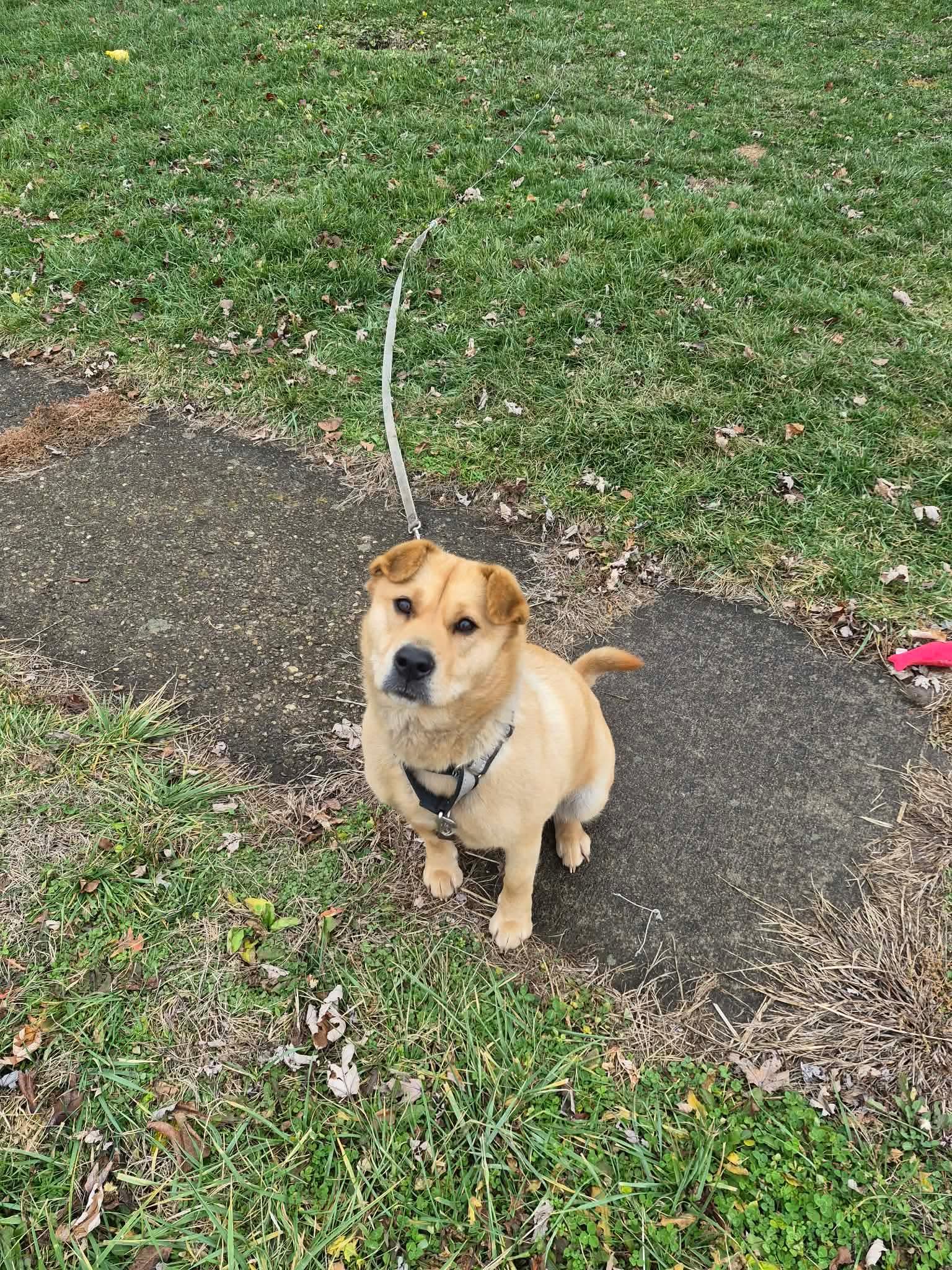 Enlarge Ginger, an adopted mixed breed in Dayton, OH image 1/1