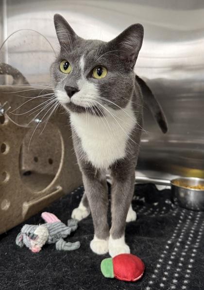 Dawson, Adoptable, Adult Male Domestic Short Hair & Domestic Short Hair.