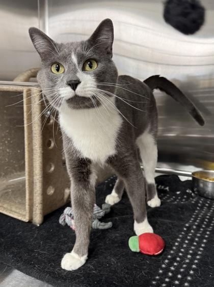 Enlarge Dawson, a Adoptable mixed breed in Missoula, MT image 2/3