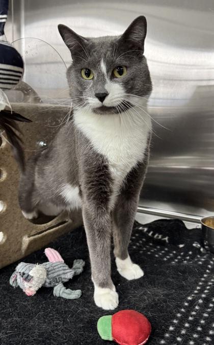 Enlarge Dawson, a Adoptable mixed breed in Missoula, MT image 3/3