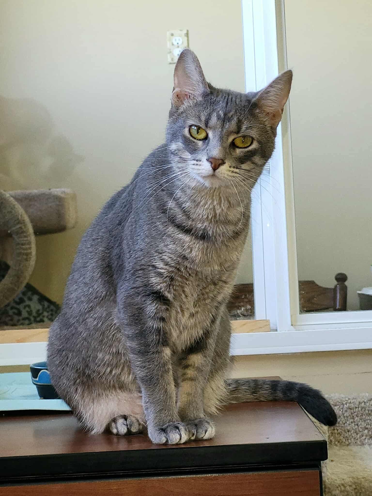 Enlarge Z. B. (Zing-Boom), a Adopted Domestic Short Hair in Green Bay, WI image 1/1