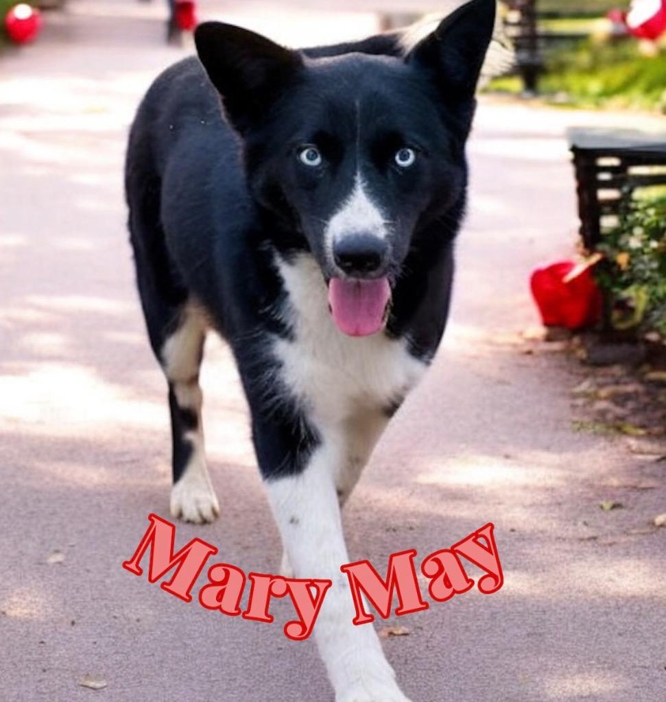 Enlarge Mary May, a Adoptable mixed breed in St. Francisville, LA image 1/3