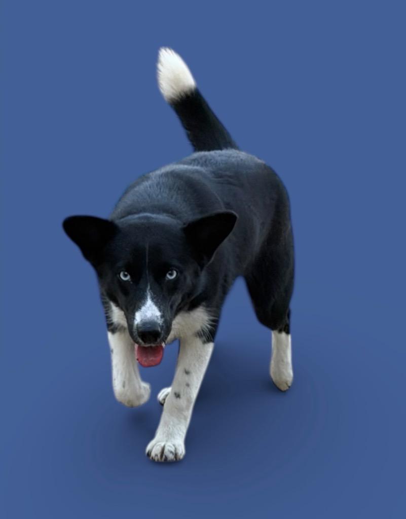 Enlarge Mary May, a Adoptable mixed breed in St. Francisville, LA image 2/3