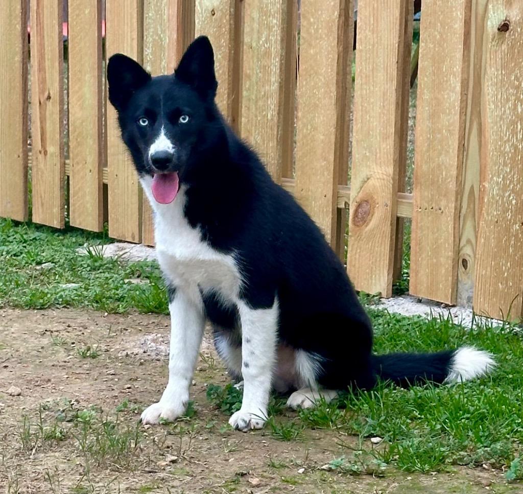 Enlarge Mary May, a Adoptable mixed breed in St. Francisville, LA image 3/3