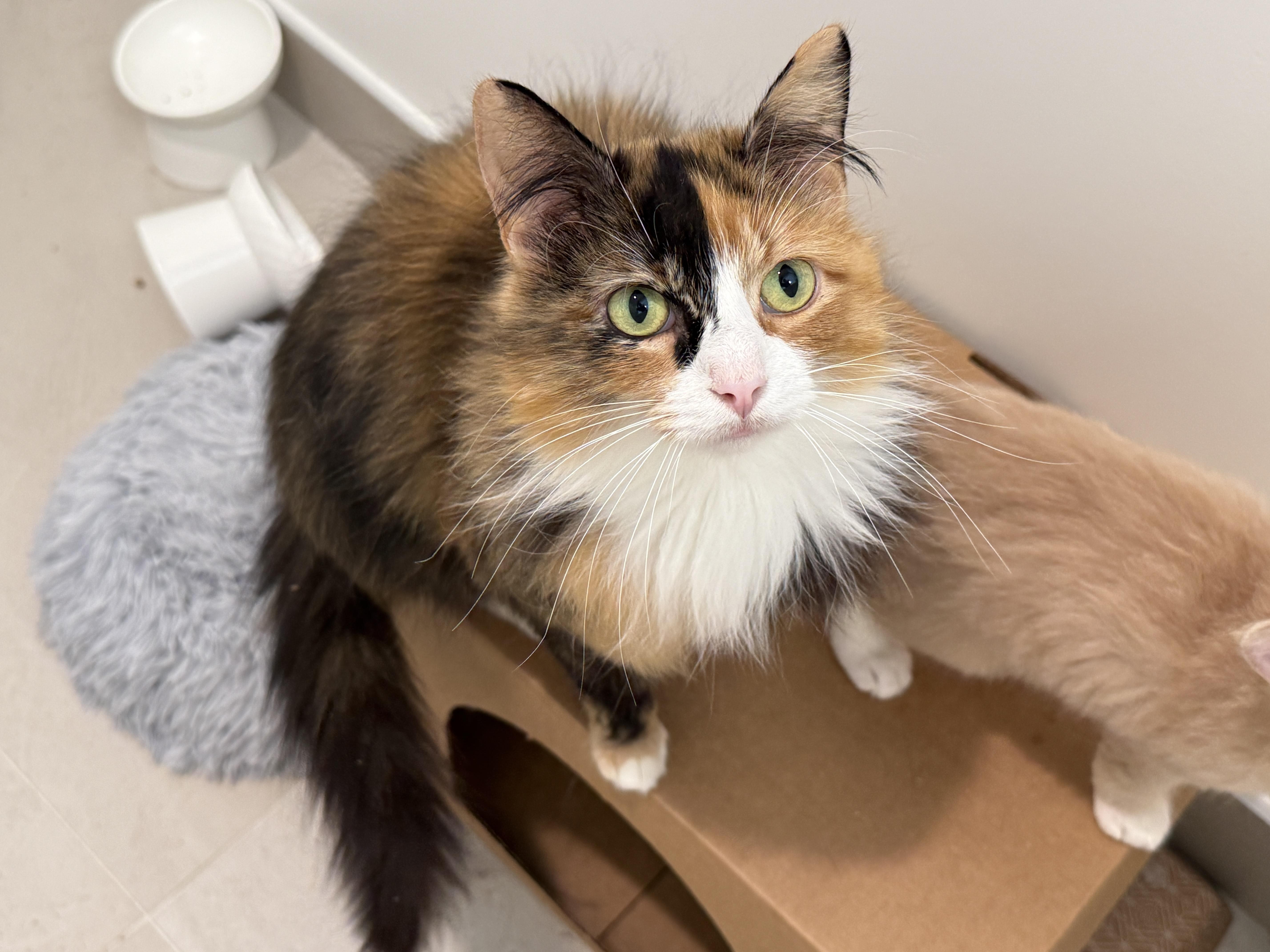 Lois, adopted, Young Female Calico.
