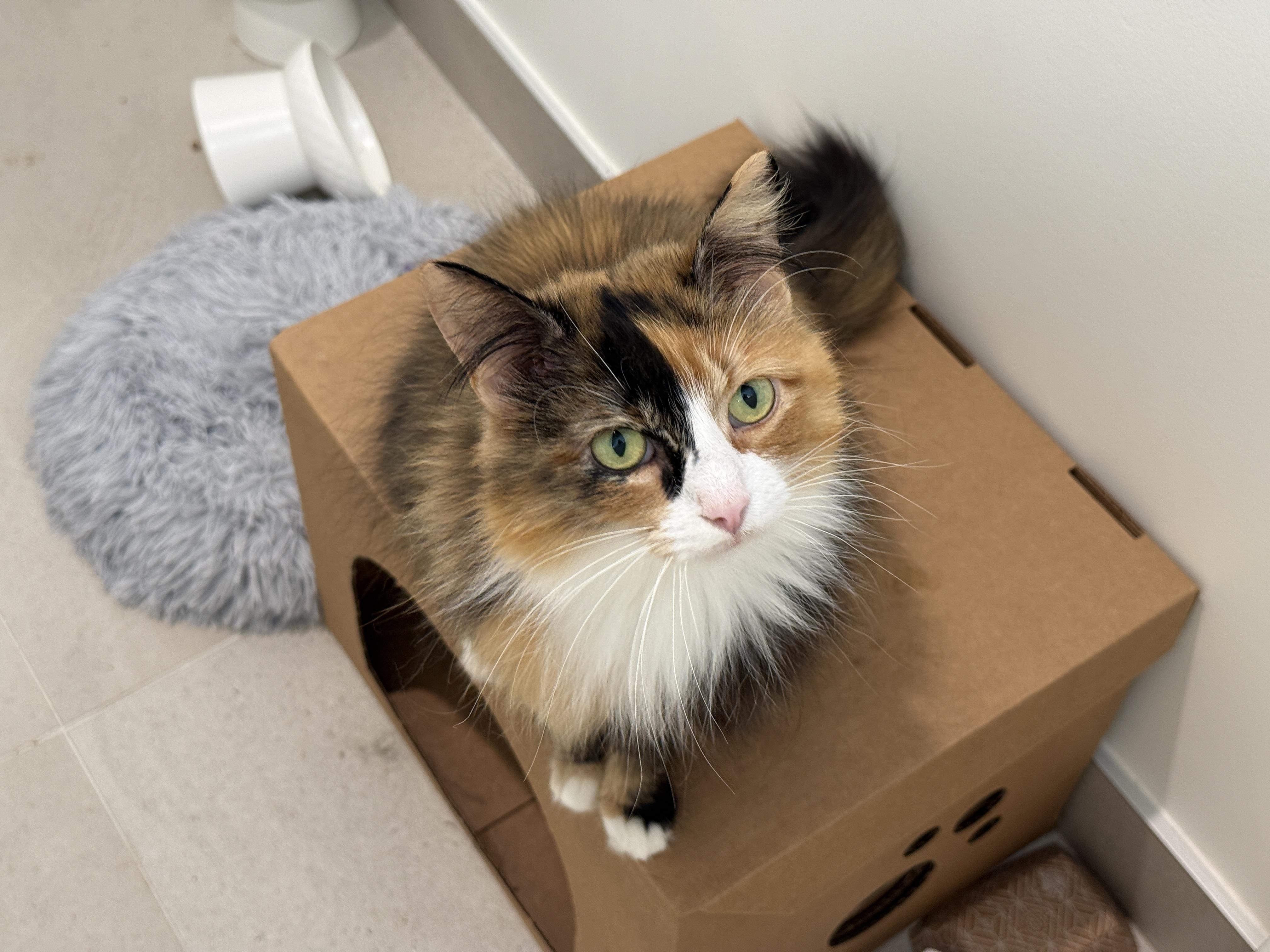 Lois, an adopted Calico in Evanston, IL image 2/2