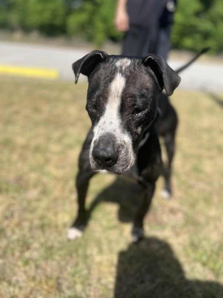 Enlarge Odin, a Adoptable Labrador Retriever in Orangeburg, SC image 1/3