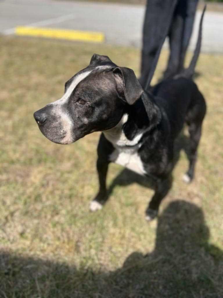 Enlarge Odin, a Adoptable Labrador Retriever in Orangeburg, SC image 2/3