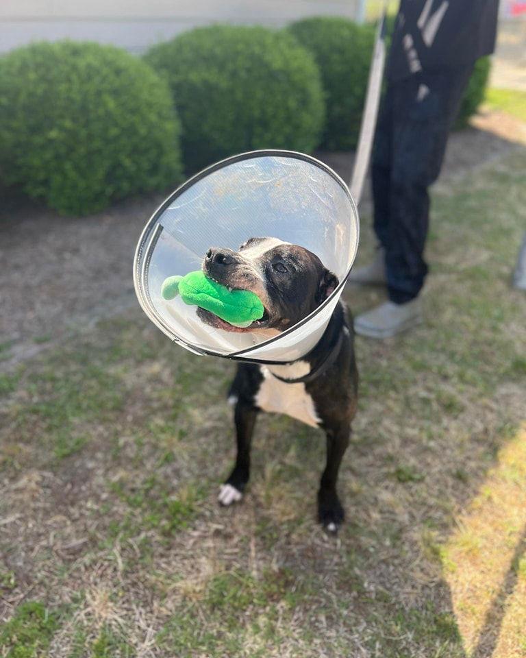 Enlarge Odin, a Adoptable Labrador Retriever in Orangeburg, SC image 3/3