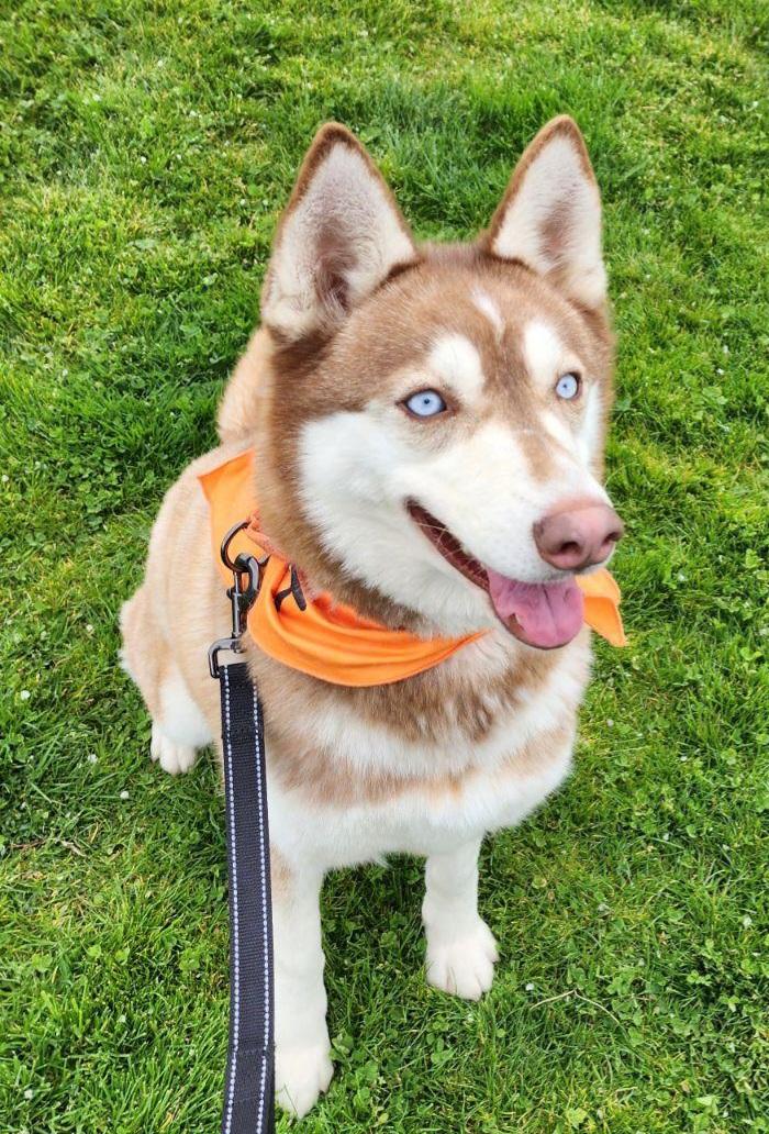 Feather, a Adoptable Siberian Husky in Seattle, WA image 1/2