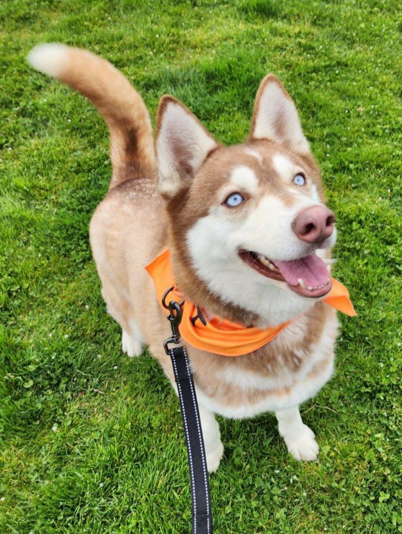 Feather, a Adoptable Siberian Husky in Seattle, WA image 2/2
