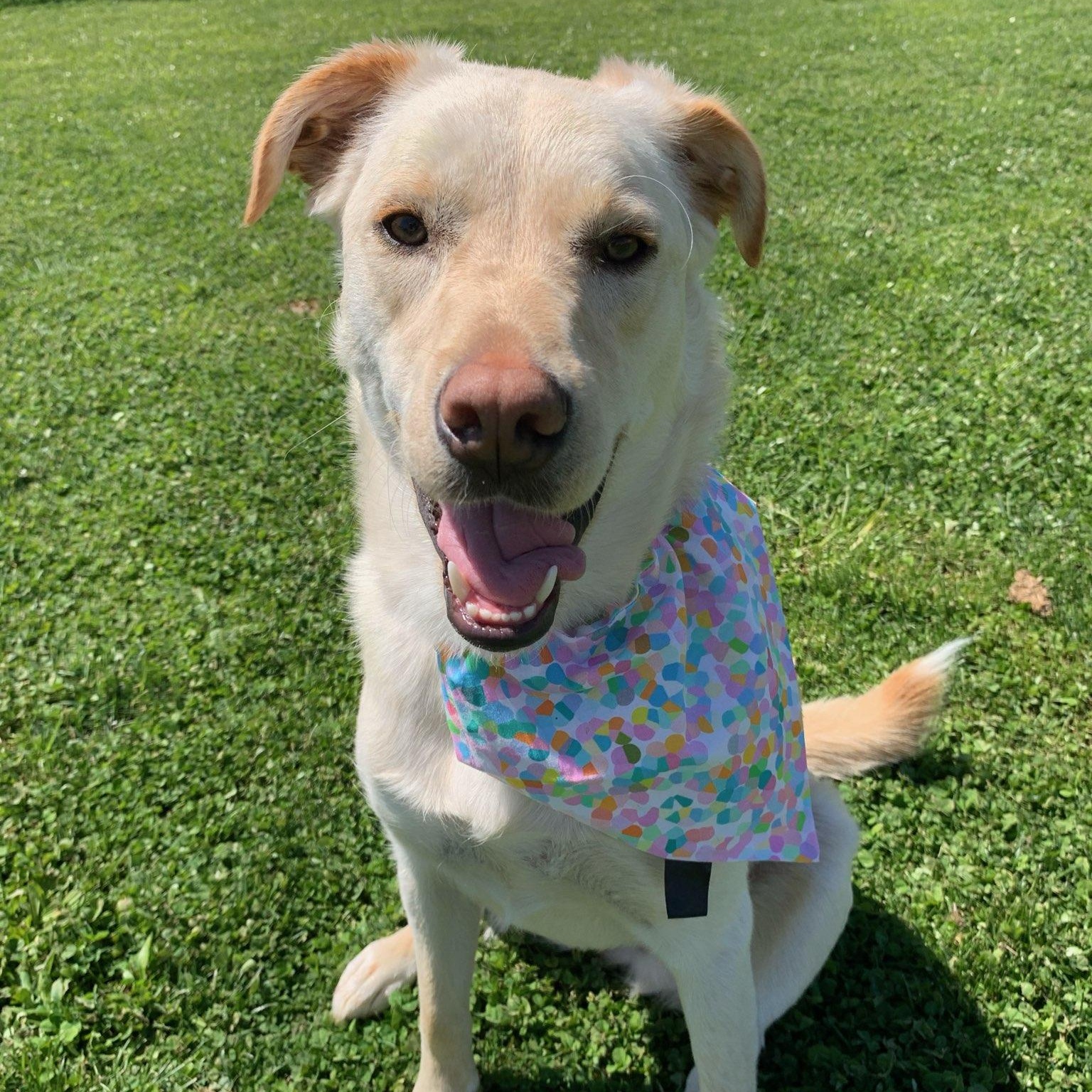Enlarge Aspen, a Adoptable mixed breed in Maryville, TN image 1/2