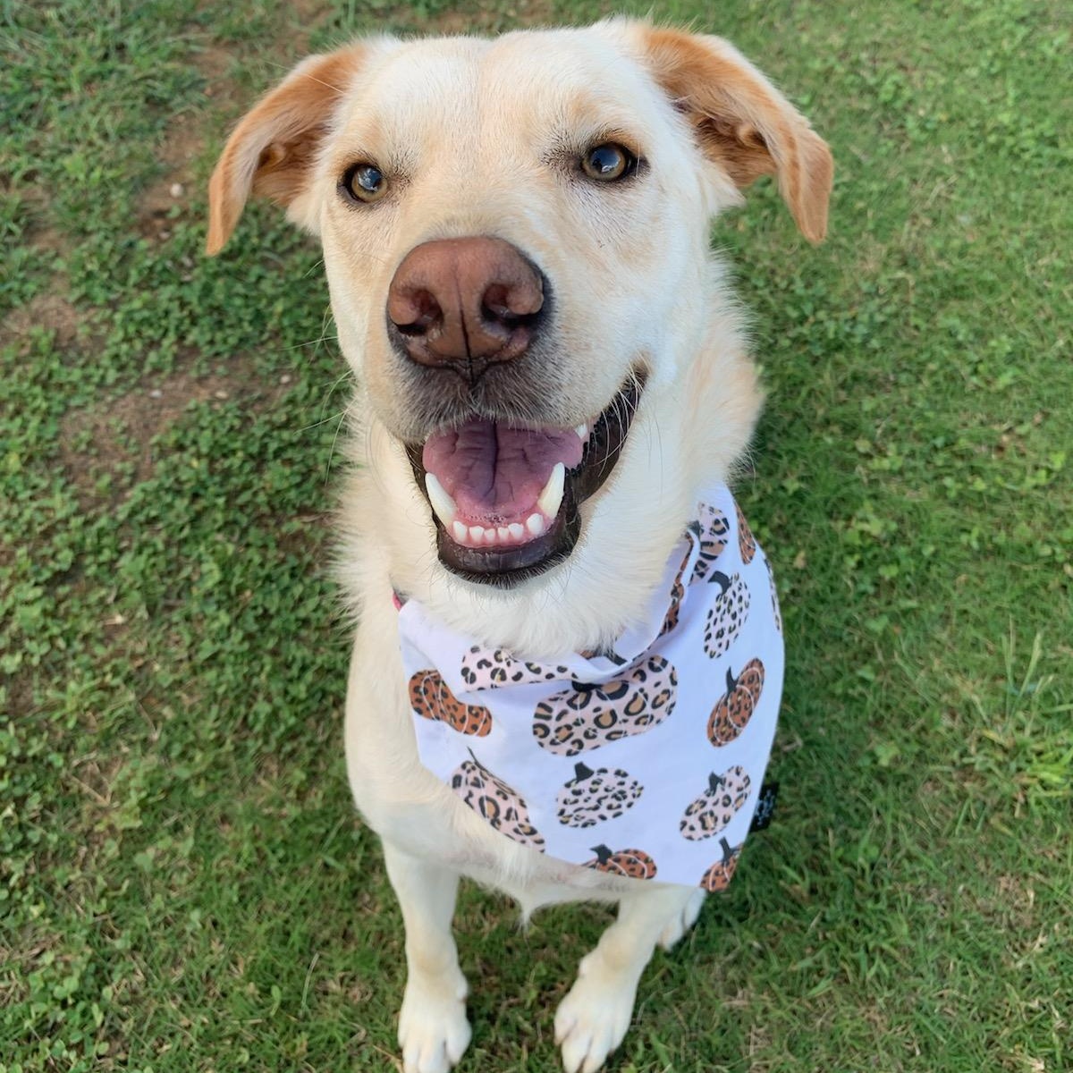 Enlarge Aspen, a Adoptable mixed breed in Maryville, TN image 2/2