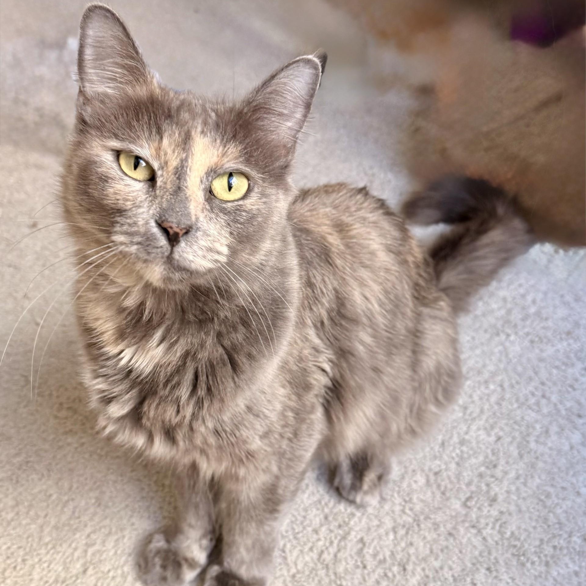 Misty, ADOPTABLE, Adult Female Tortoiseshell.