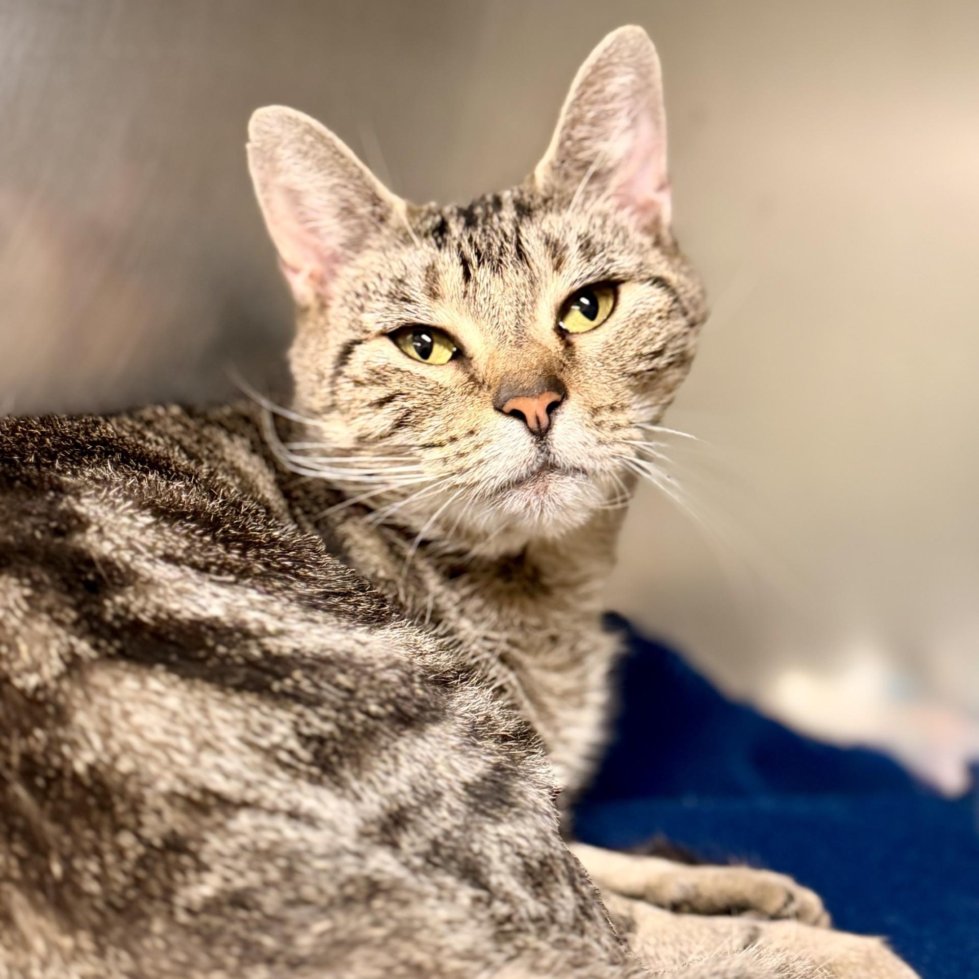 Enlarge Sienna, a Adoptable Domestic Short Hair in Jackson, NJ image 2/2