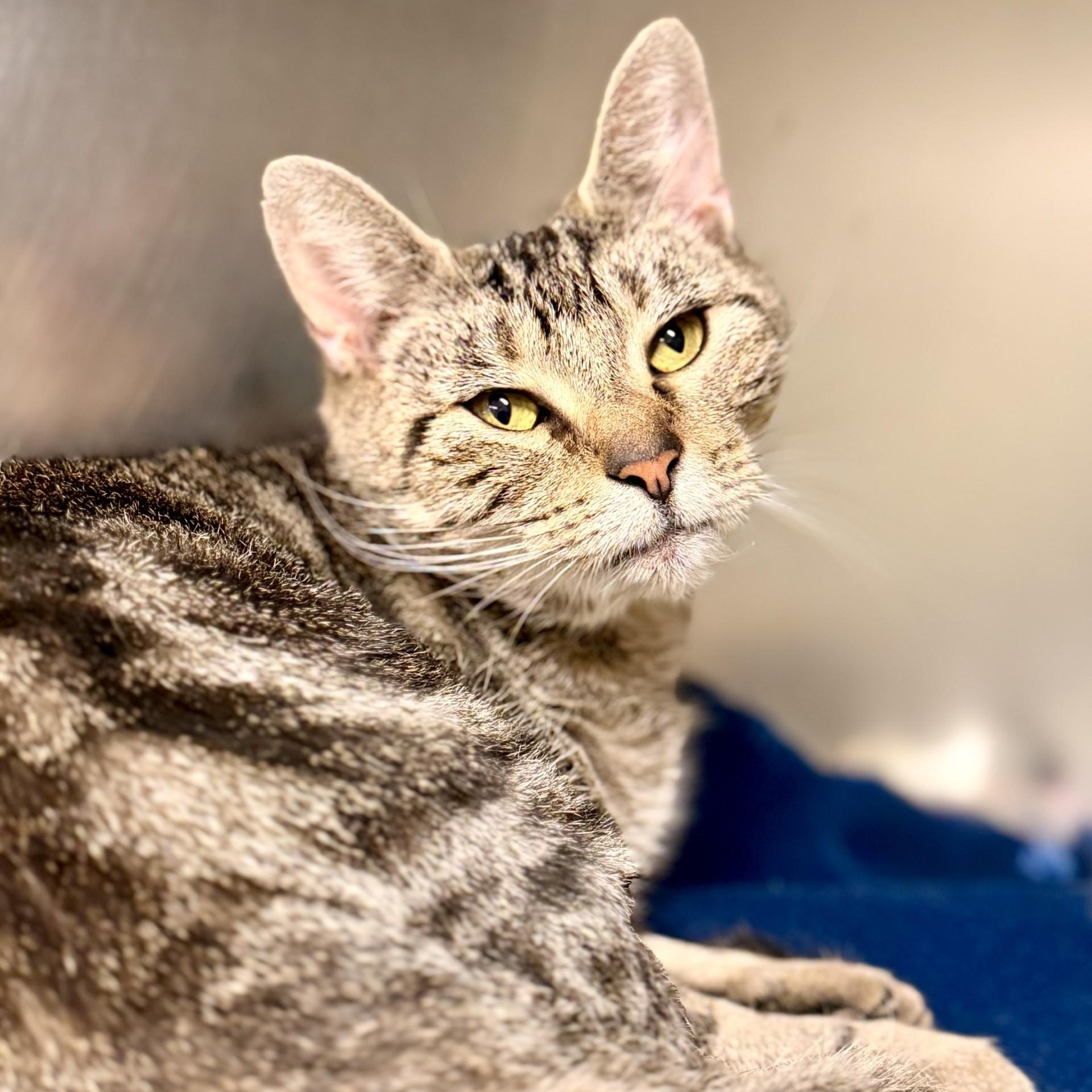 Sienna, Adoptable, Adult Female Domestic Short Hair.