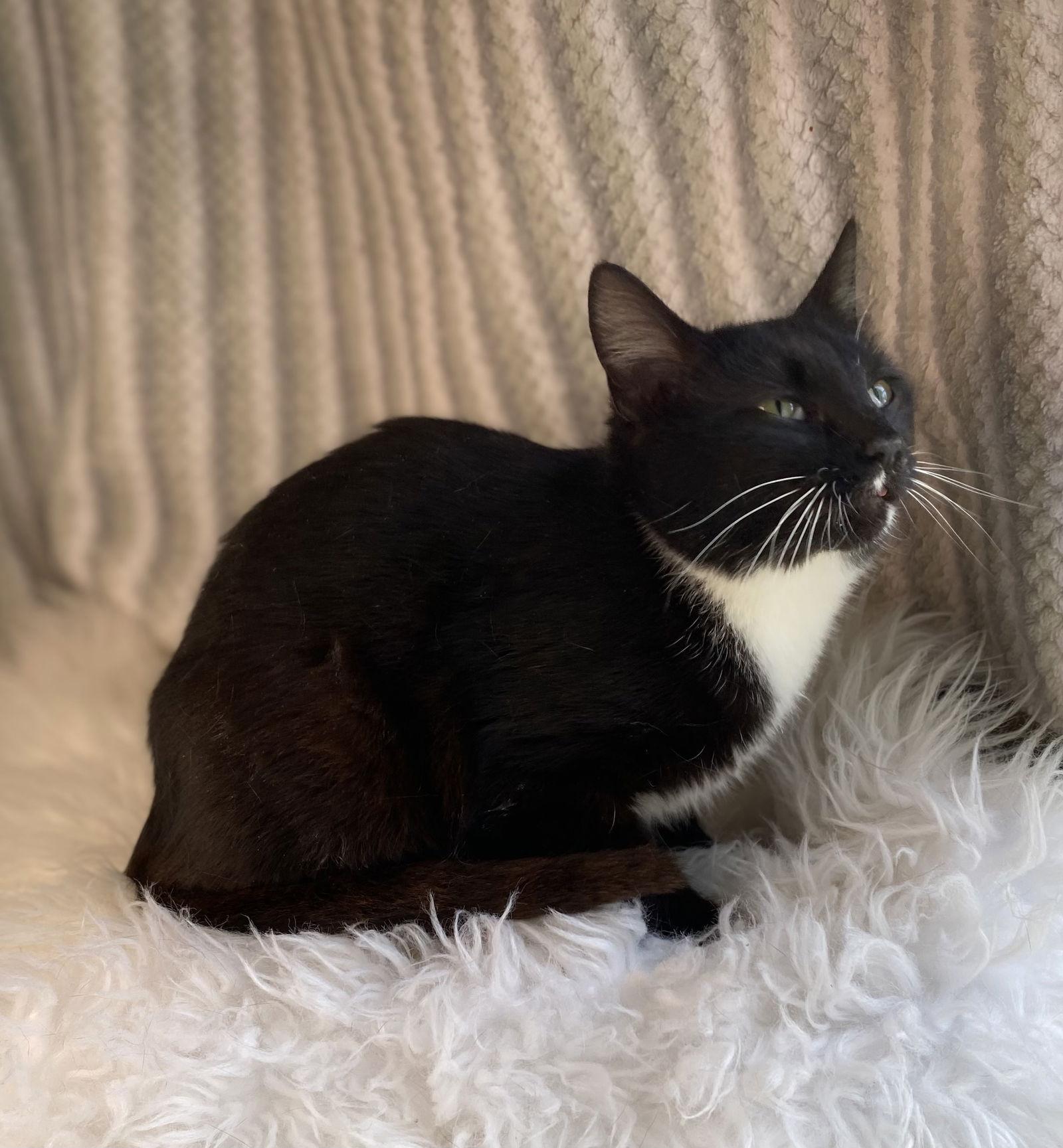 Tina - SEE ME @ PETCO!, Adoptable, Young Female Domestic Short Hair & Tuxedo.