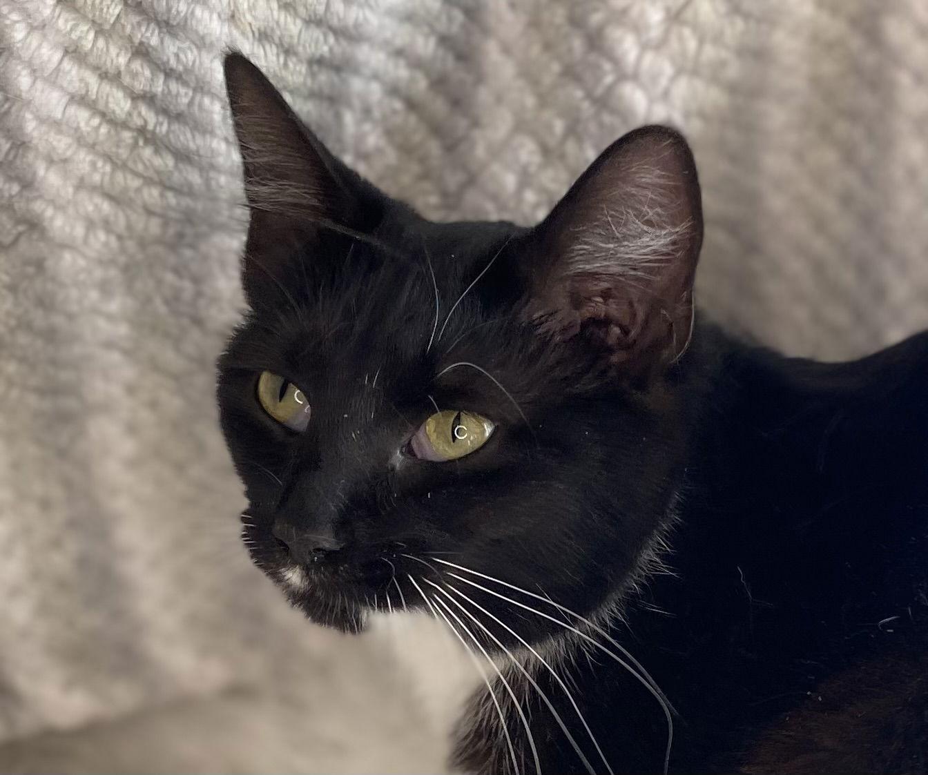 Enlarge Tina - MEET ME @ PETCO 4/4/26!, a Adoptable mixed breed in Cookeville, TN image 2/3