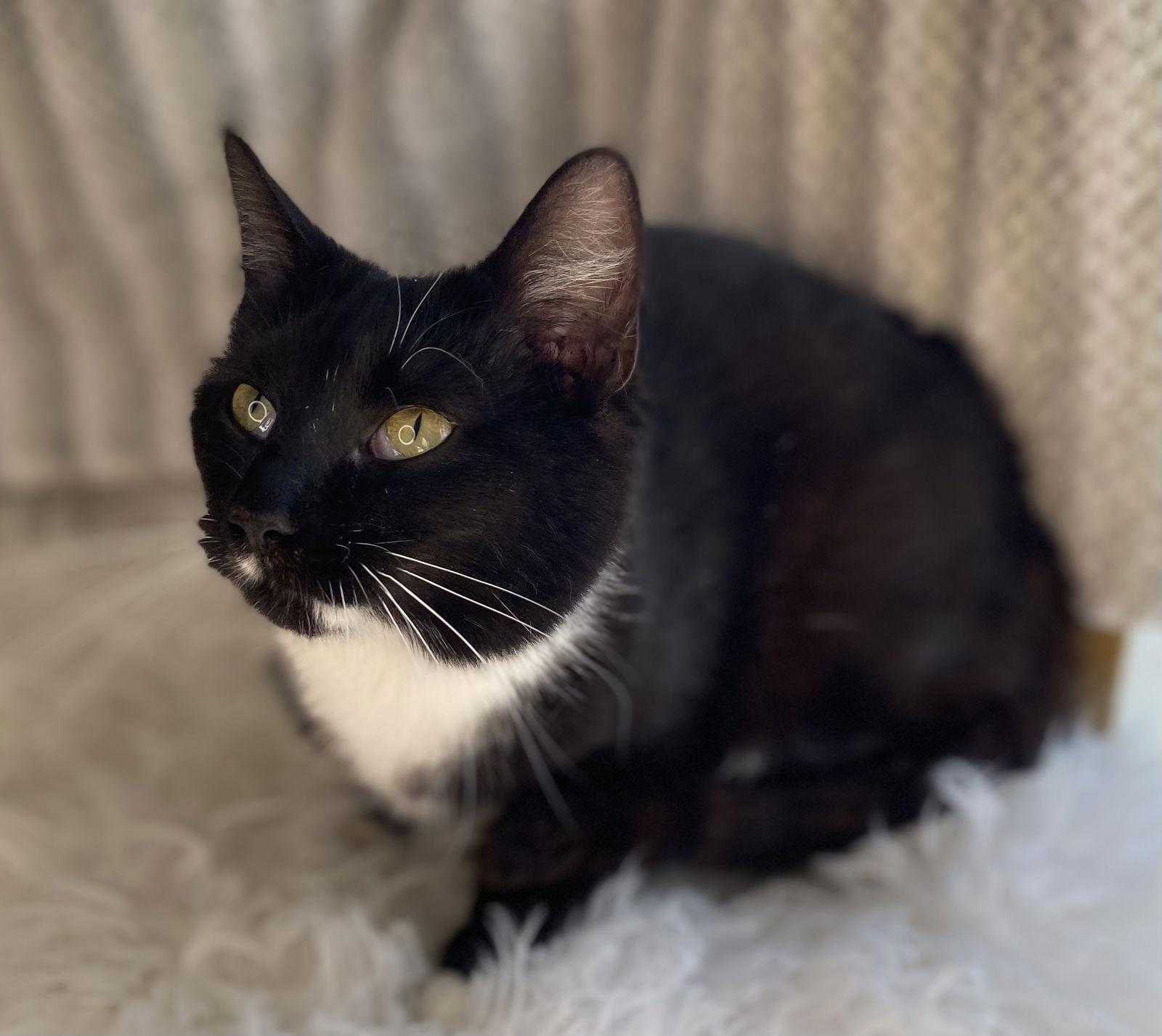 Enlarge Tina - MEET ME @ PETCO 4/4/26!, a Adoptable mixed breed in Cookeville, TN image 3/3