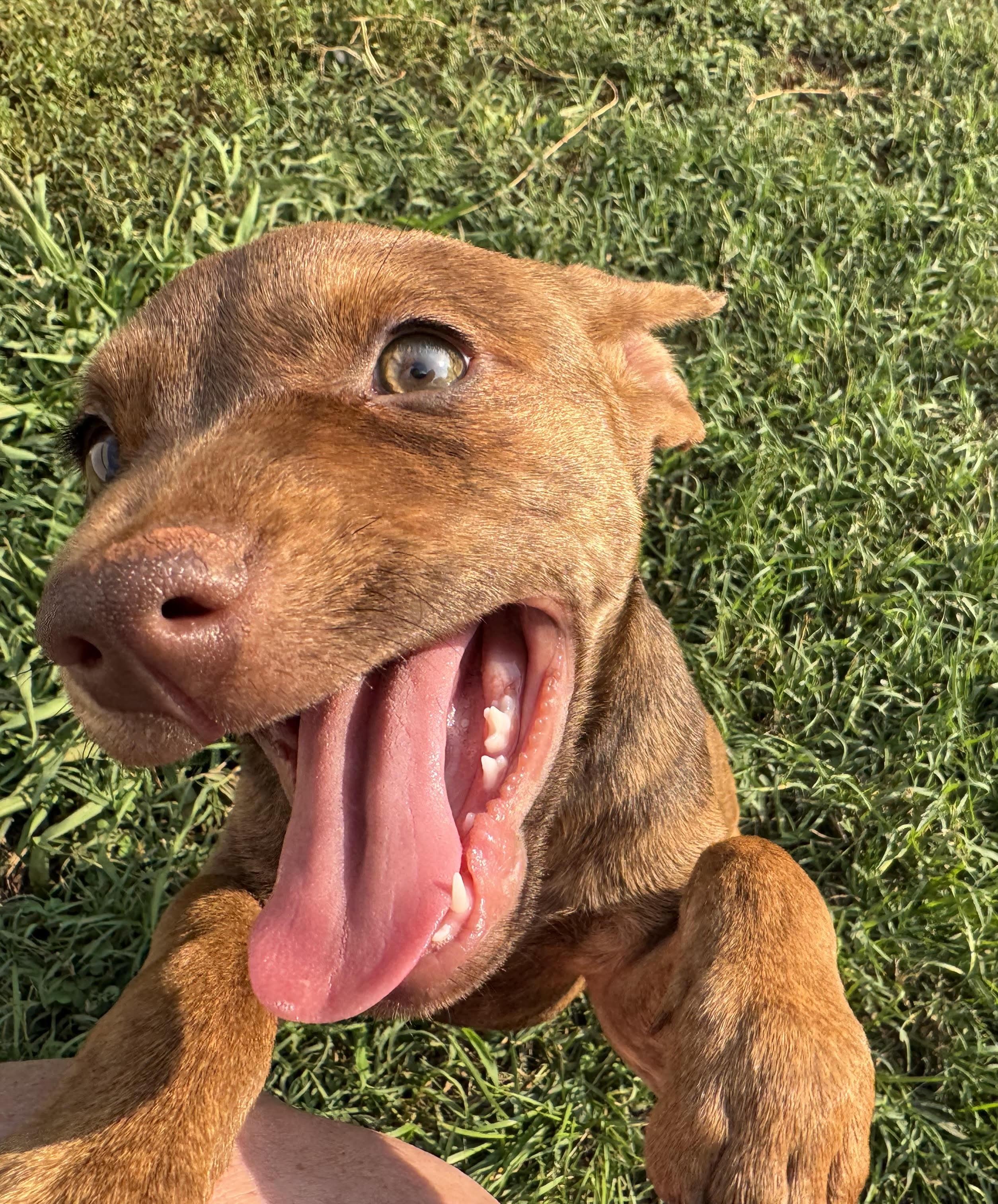 Valerie, a ADOPTABLE mixed breed in Maiden, NC image 5/6