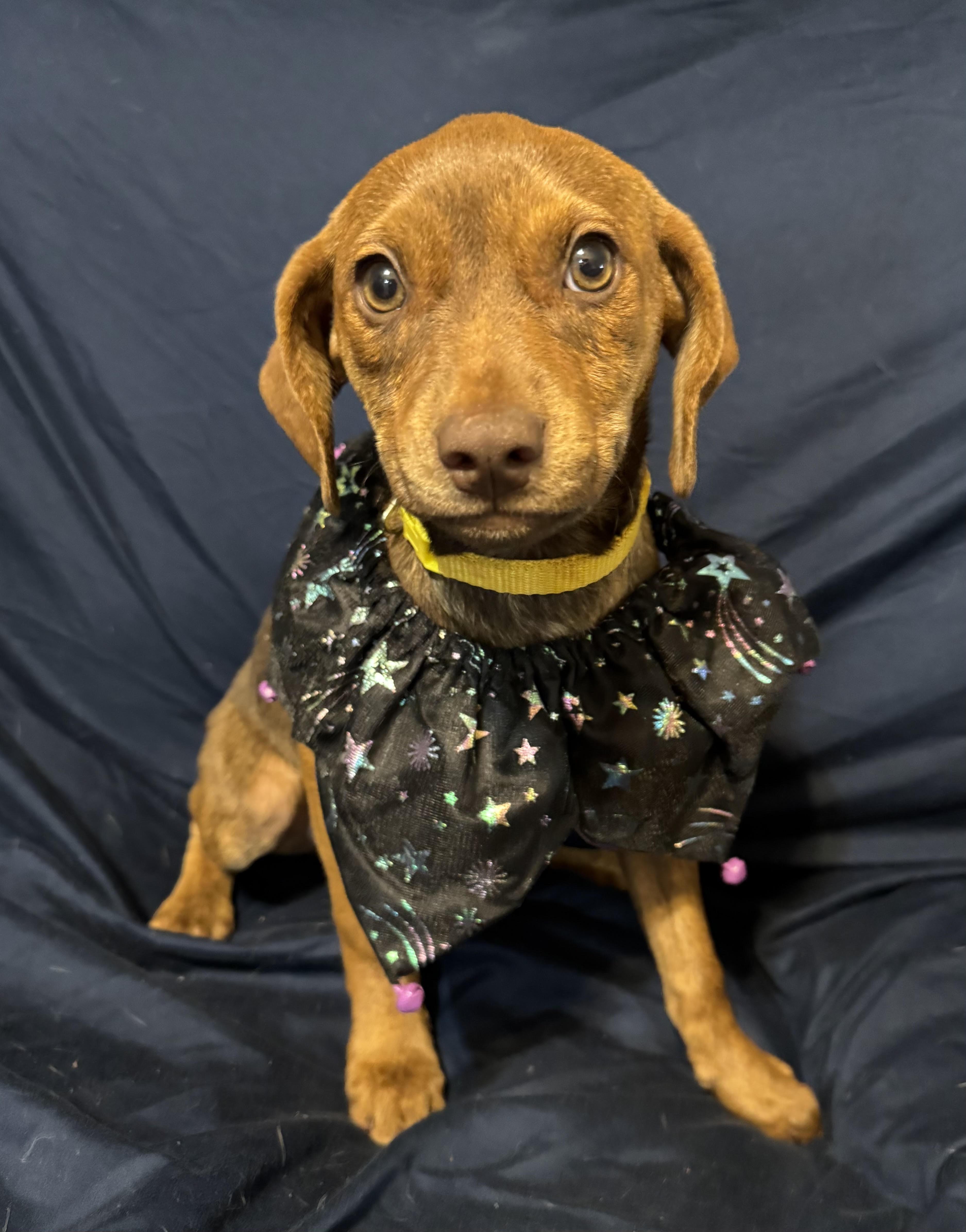 Valerie, a ADOPTABLE mixed breed in Maiden, NC image 6/6