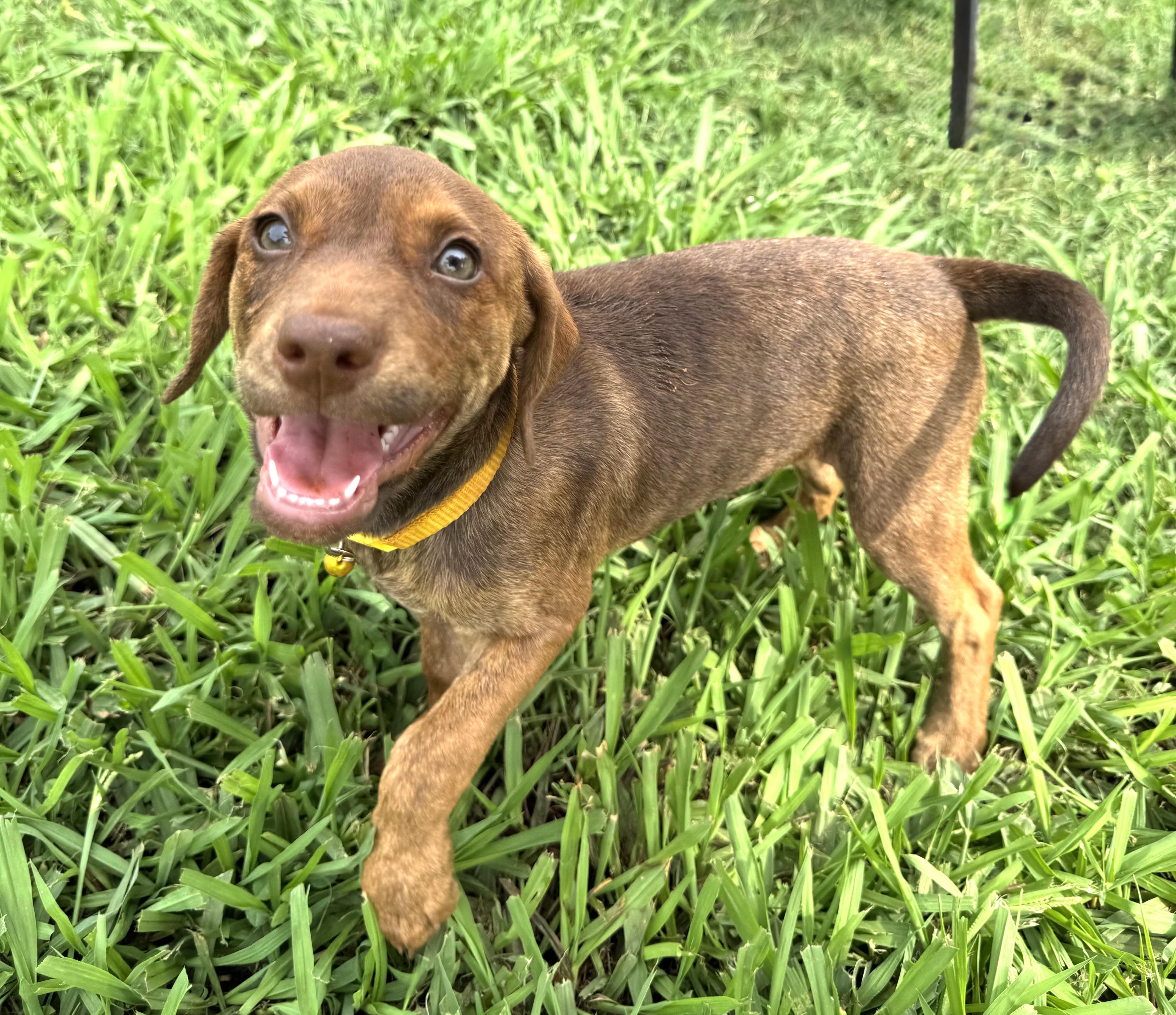 Valerie, a ADOPTABLE mixed breed in Maiden, NC image 2/6