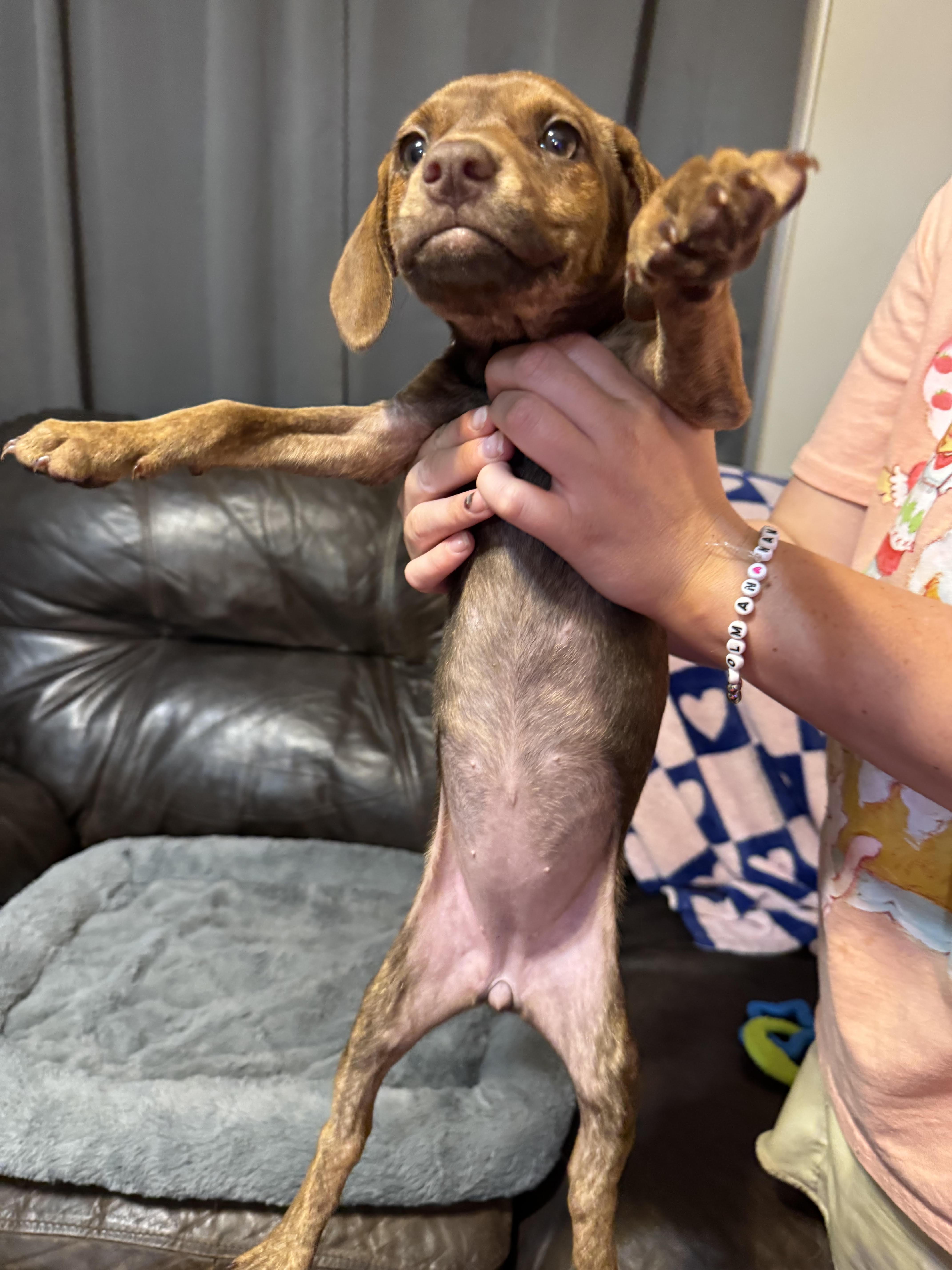 Valerie, a ADOPTABLE mixed breed in Maiden, NC image 4/6