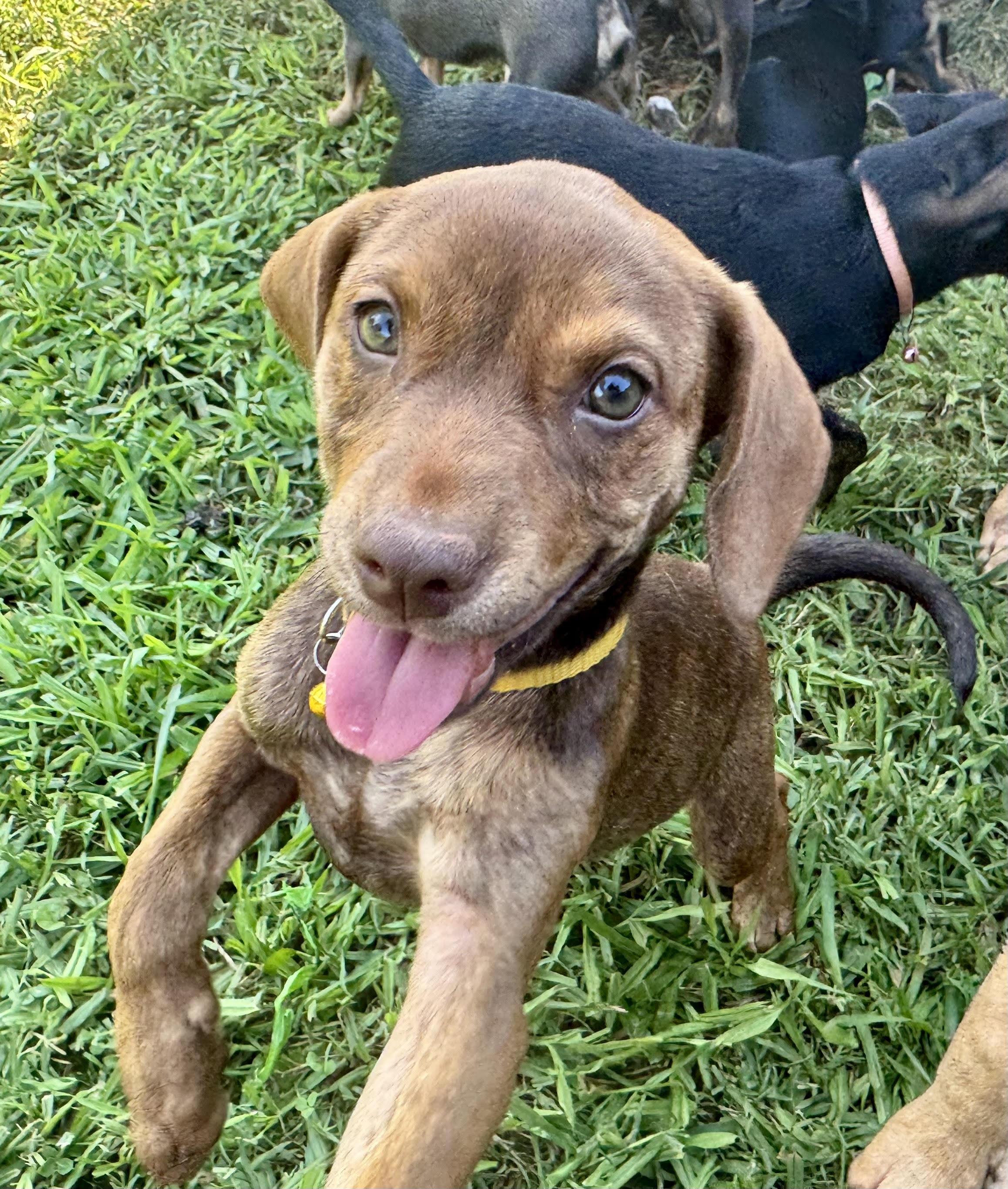 Valerie, a ADOPTABLE mixed breed in Maiden, NC image 4/6