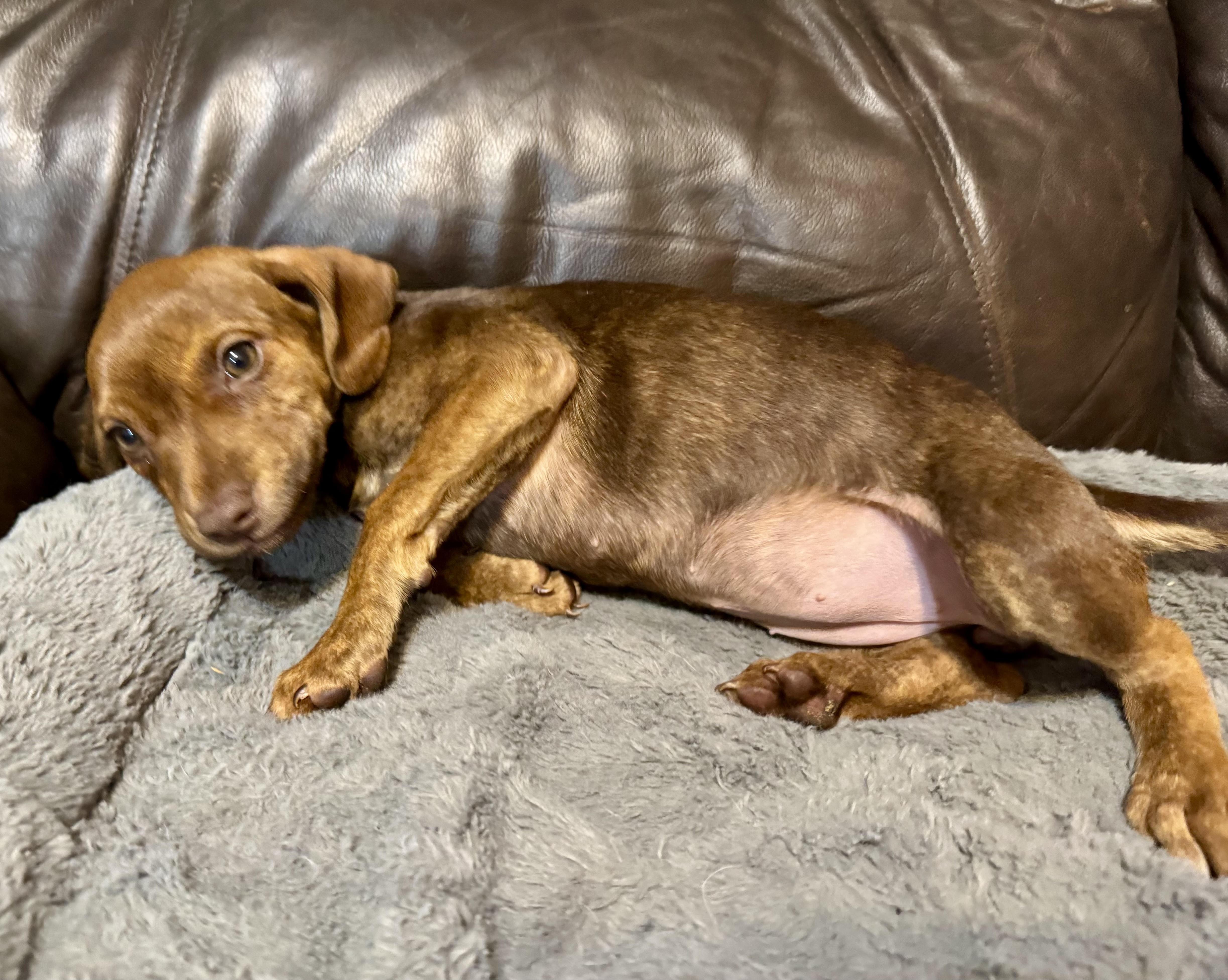 Valerie, a ADOPTABLE mixed breed in Maiden, NC image 3/6