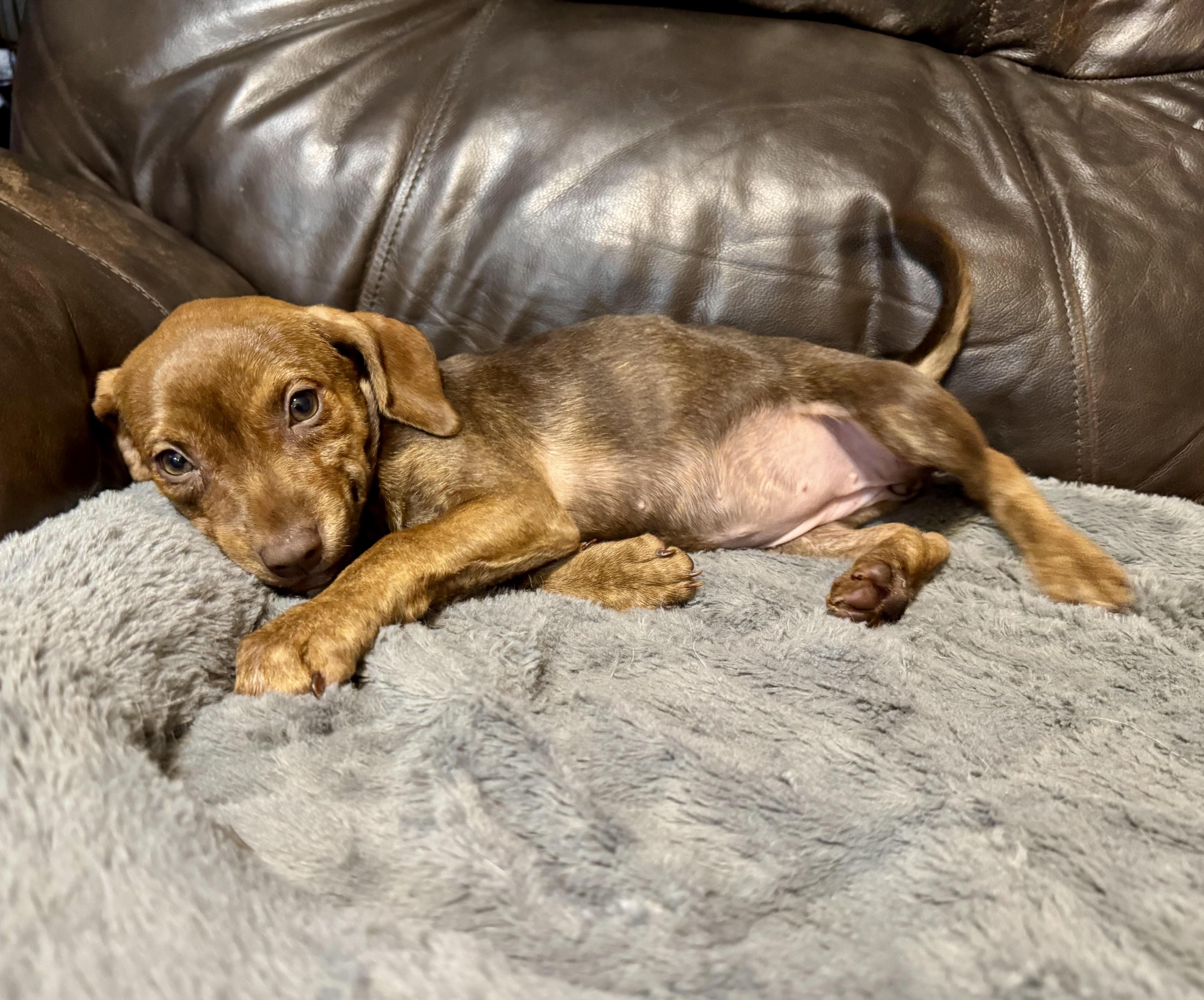 Valerie, ADOPTABLE, Puppy Female Terrier.