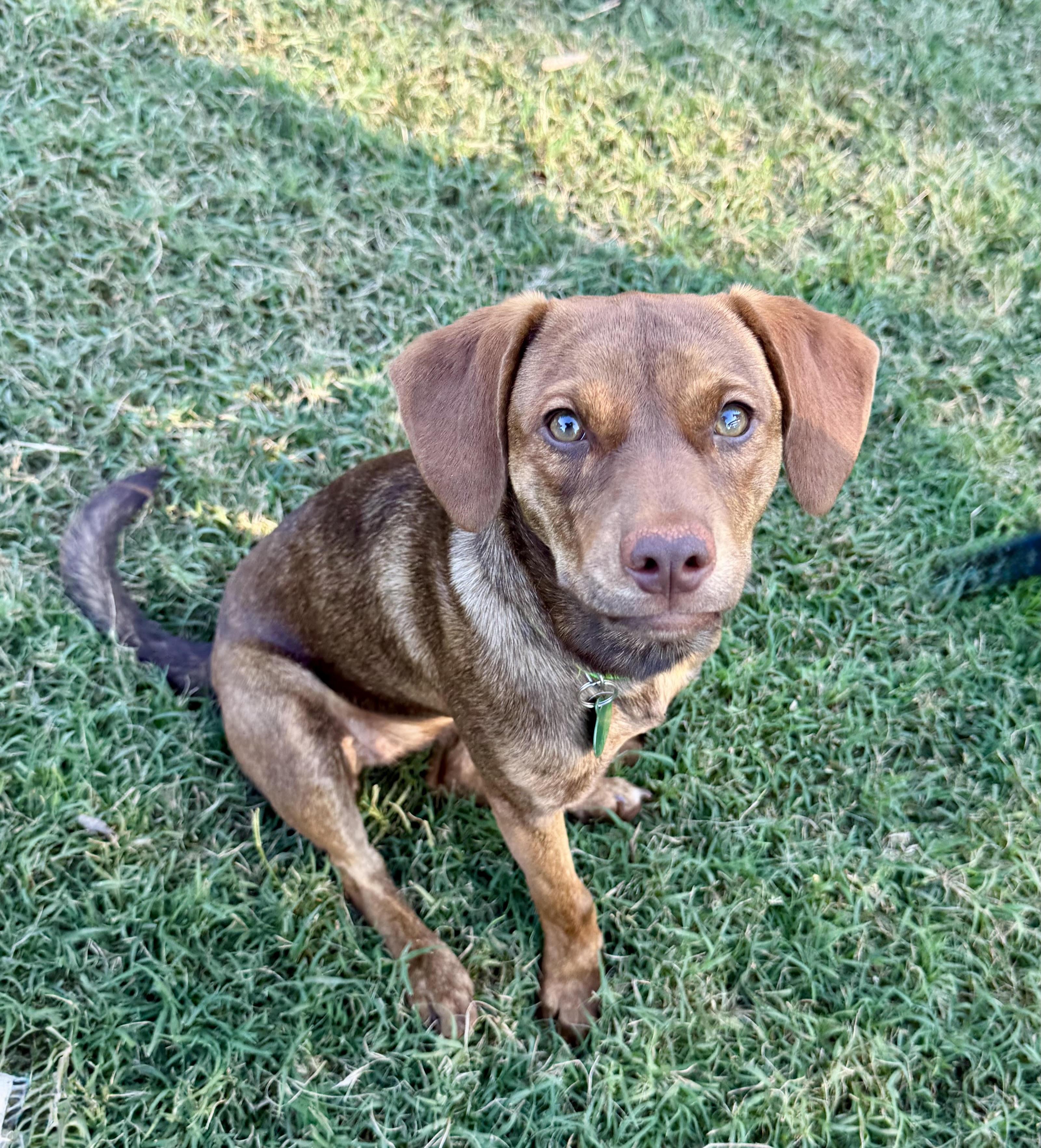 Valerie, Adoptable, Puppy Female Terrier.