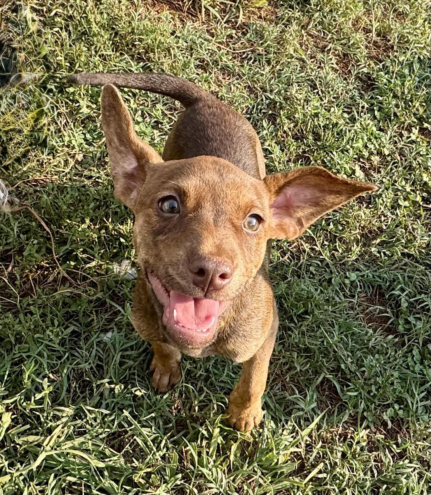 Valerie, ADOPTABLE, Puppy Female Terrier.