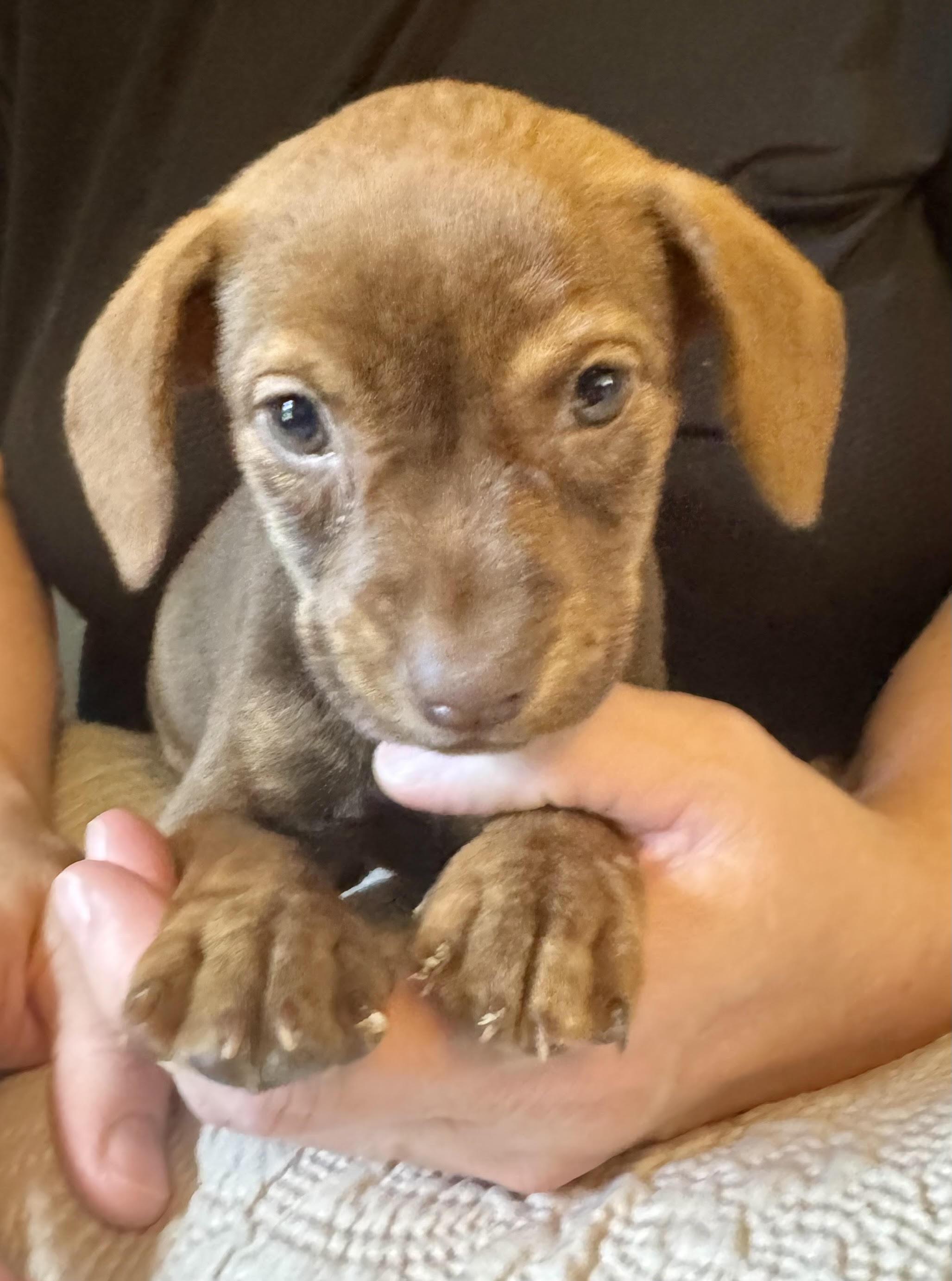 Valerie, a ADOPTABLE mixed breed in Maiden, NC image 2/6