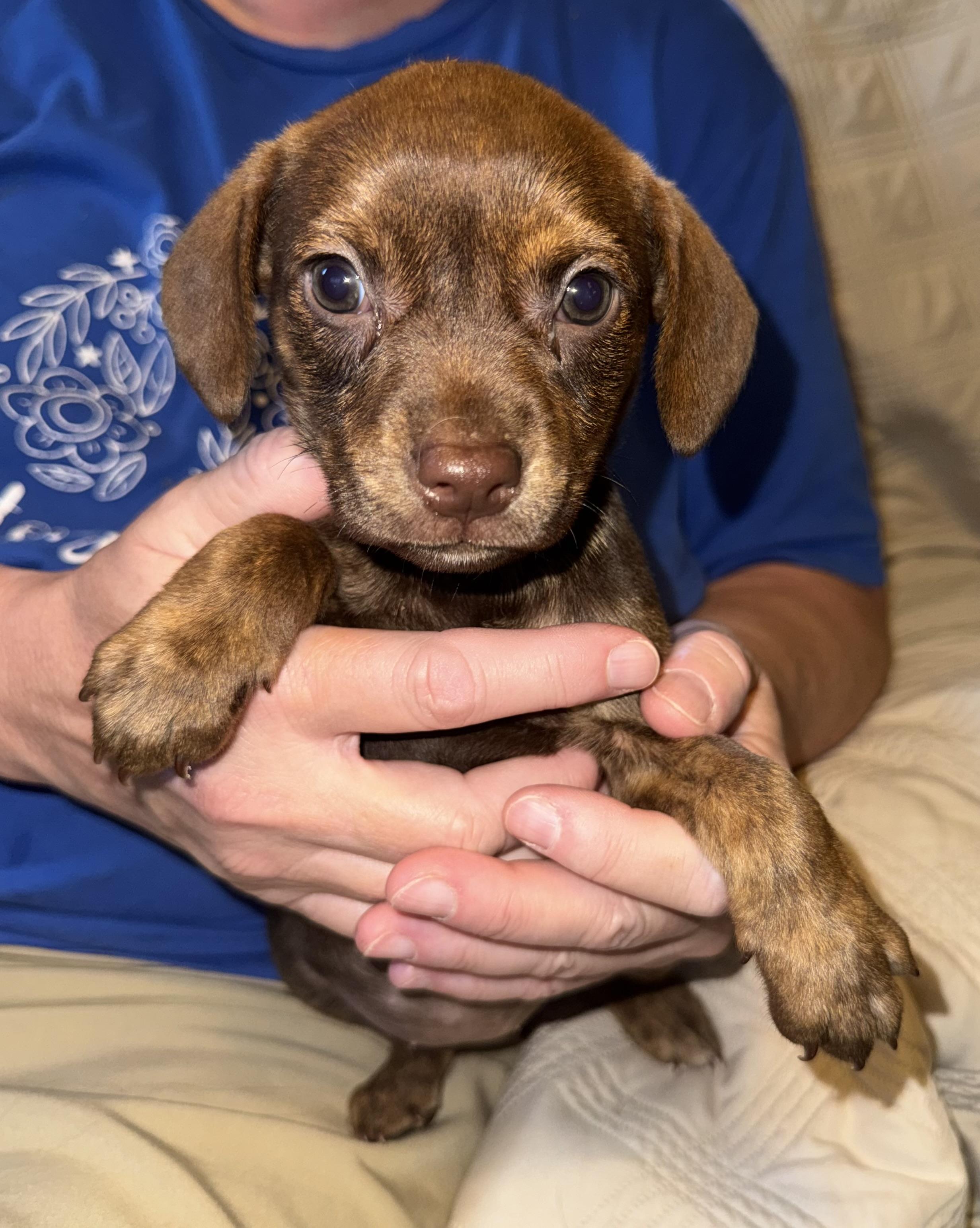 Valerie, a ADOPTABLE mixed breed in Maiden, NC image 5/6