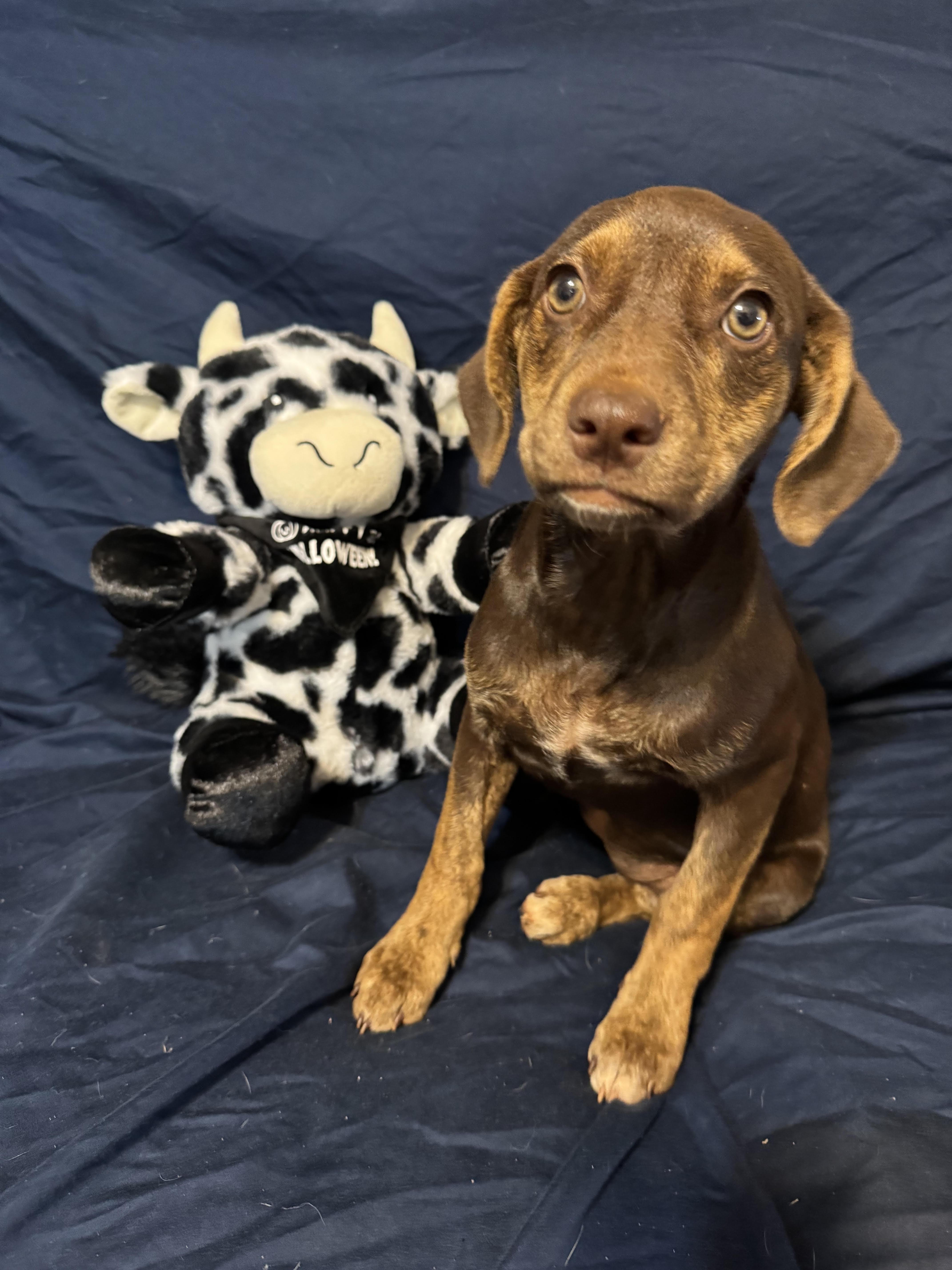 Valerie, a ADOPTABLE mixed breed in Maiden, NC image 3/6