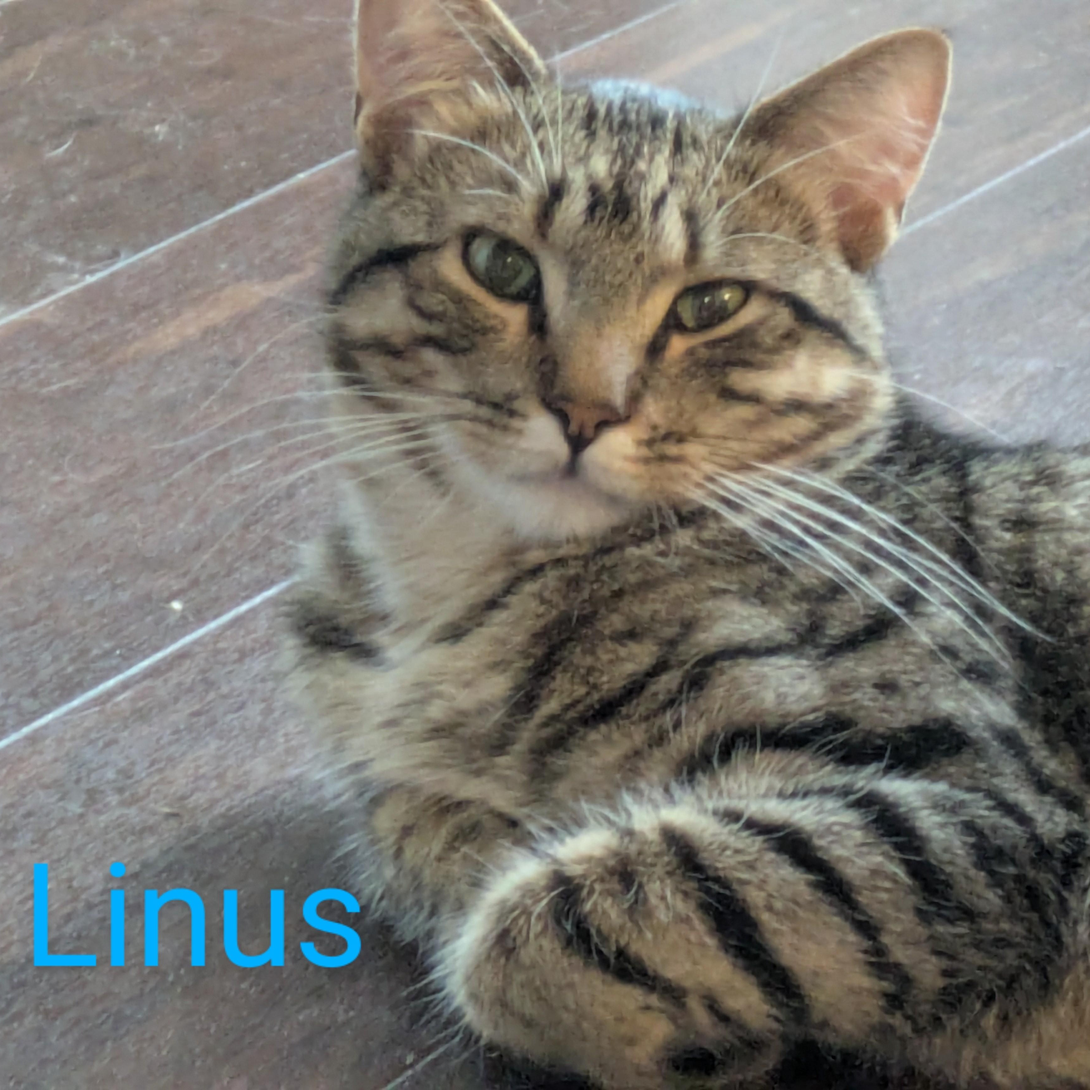 Linus & Lyssa, bonded pair, Adoptable, Young Male Domestic Short Hair.