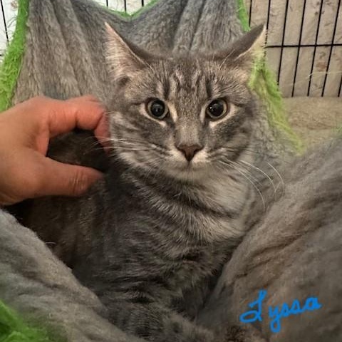 Enlarge Linus & Lyssa, bonded pair, a Adoptable mixed breed in Chicago, IL image 4/5