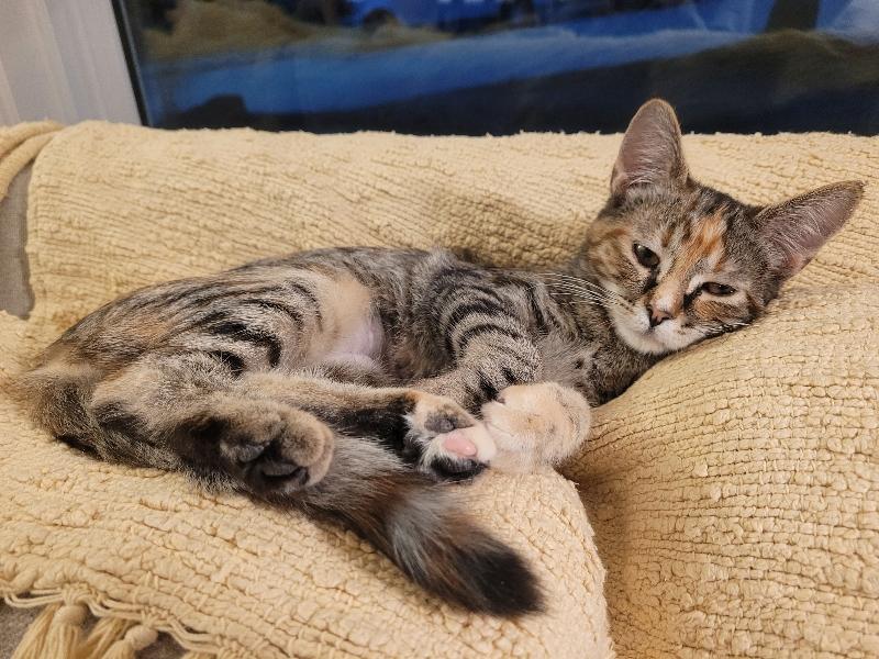 13032026F, Adopted, Young Female Domestic Short Hair.