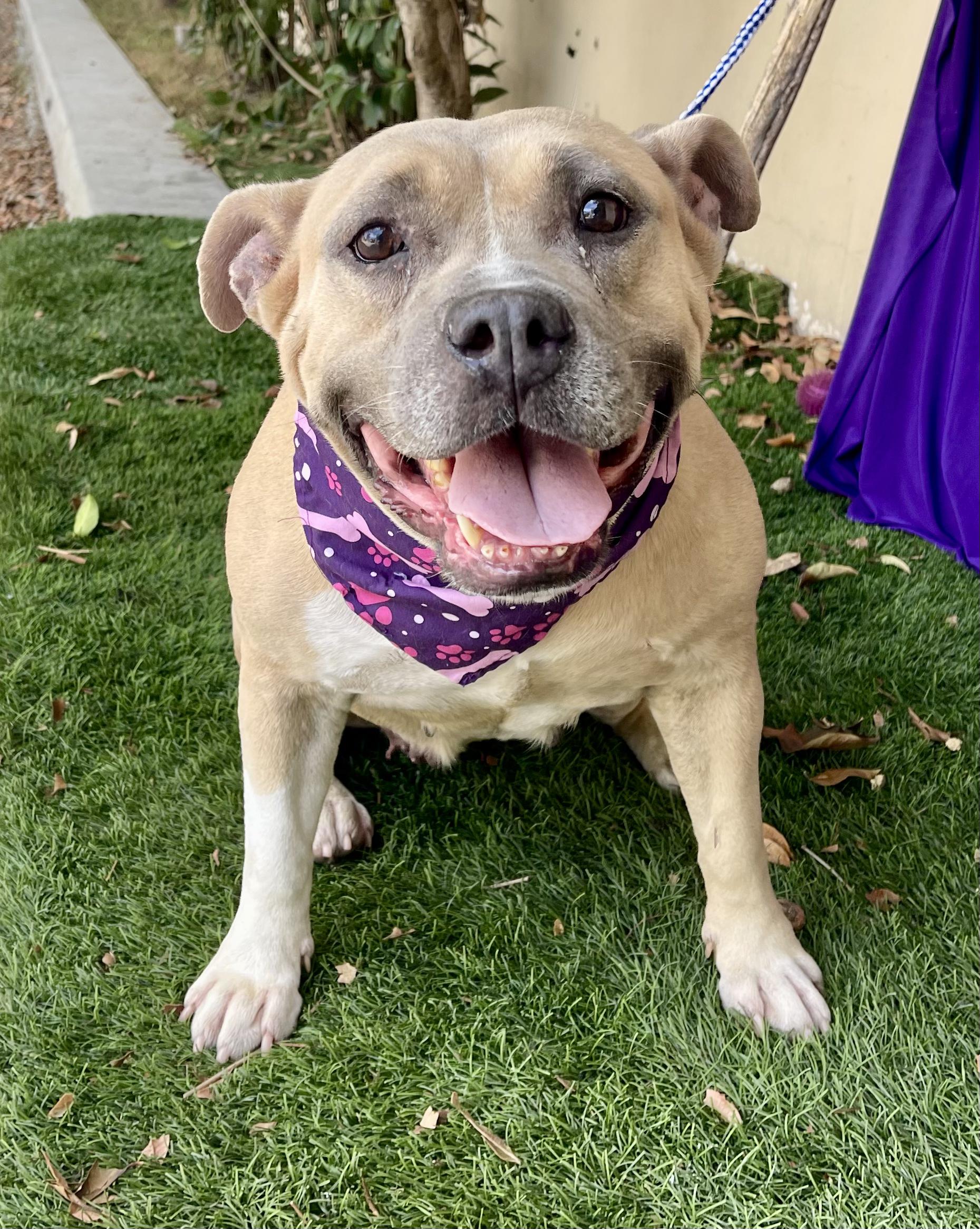 SHASTA, an adopted mixed breed in Rowland Heights, CA image 1/3