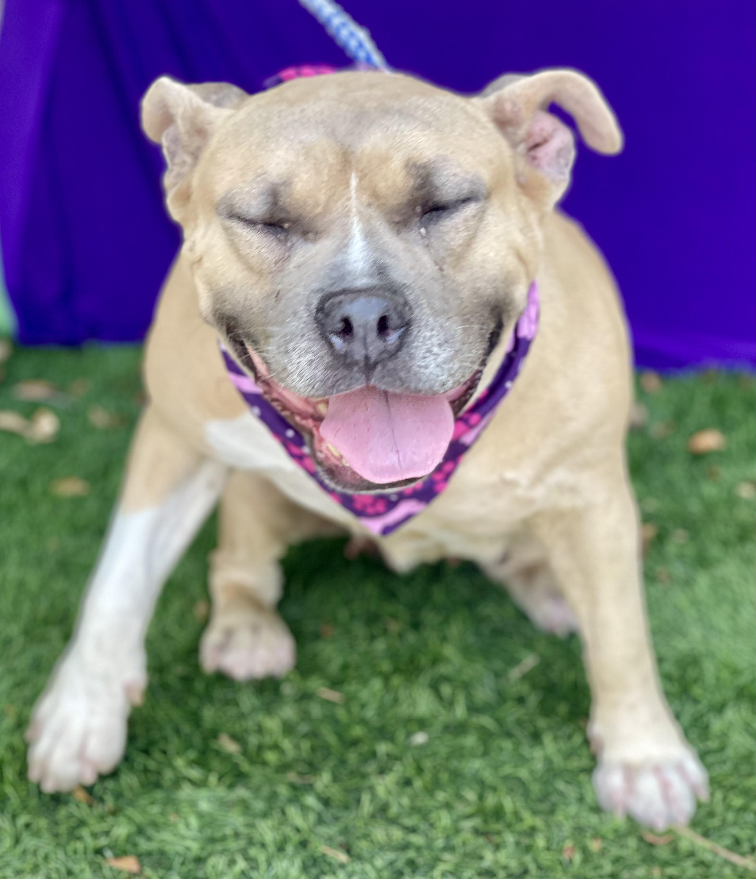 SHASTA, an adopted mixed breed in Rowland Heights, CA image 2/3