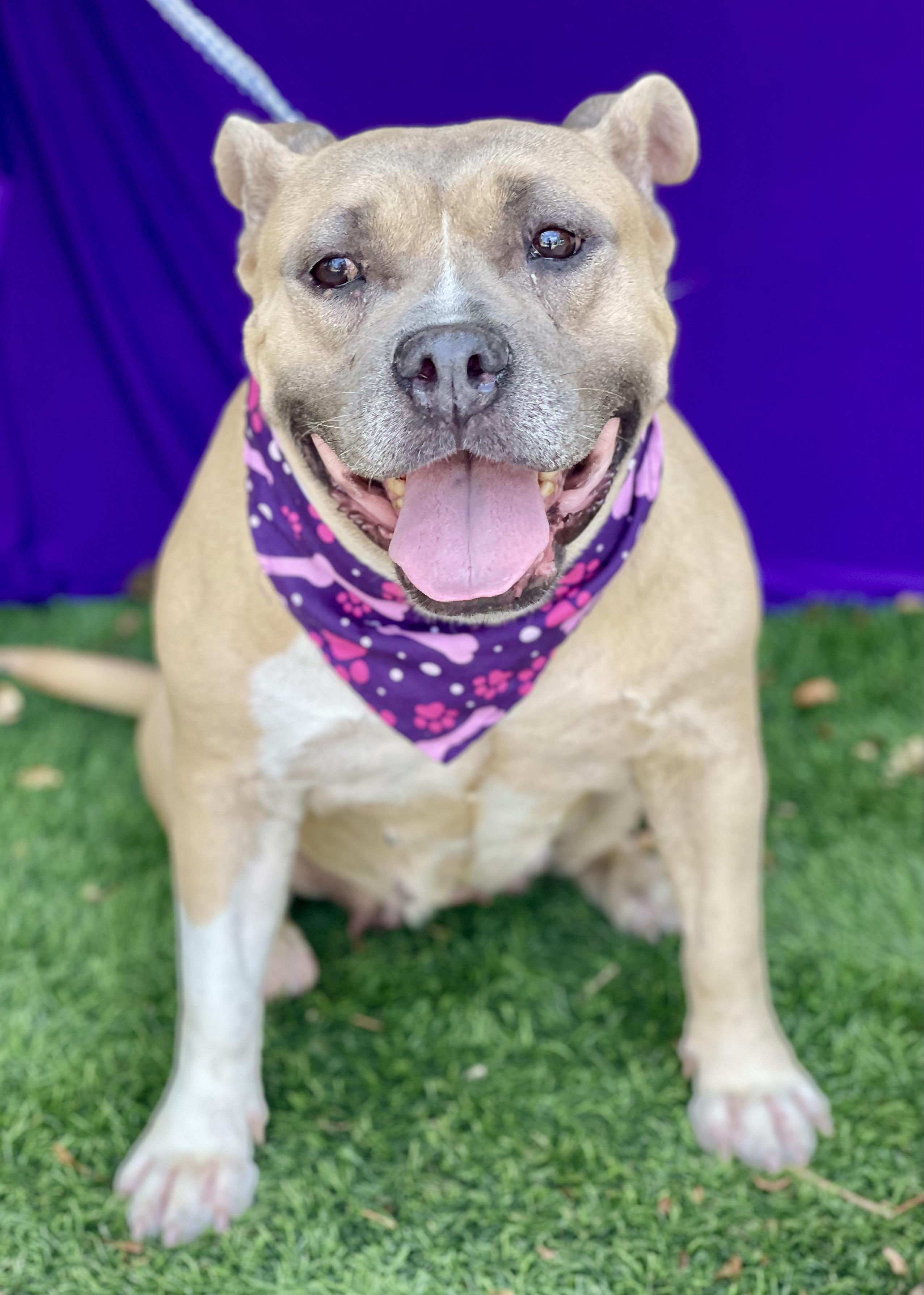 SHASTA, an adopted mixed breed in Rowland Heights, CA image 3/3