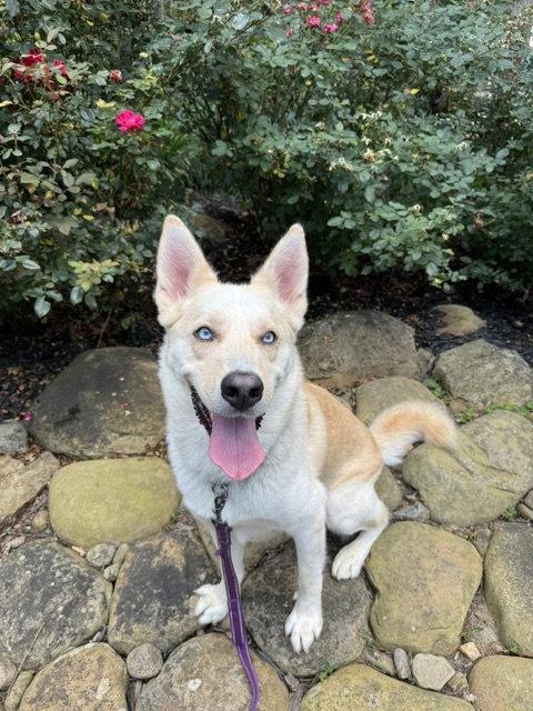 Orion, a Adoptable mixed breed in Cumming, GA image 1/3