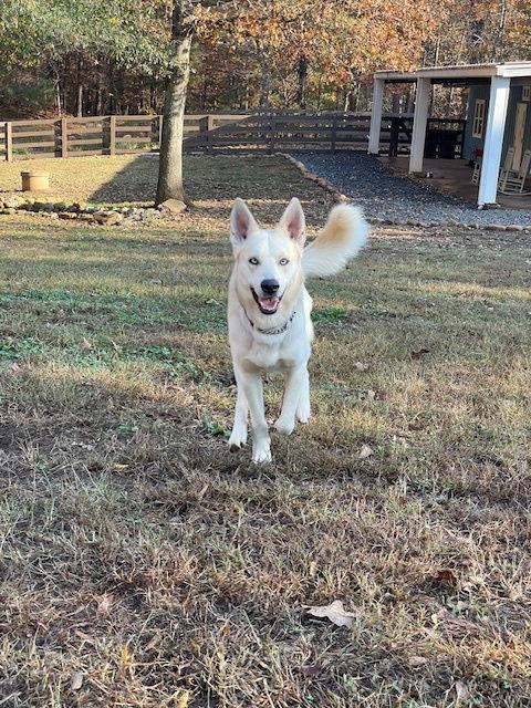 Enlarge Orion, a Adoptable mixed breed in Cumming, GA image 1/3