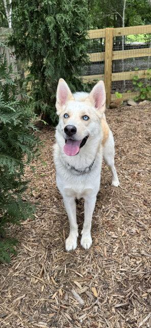 Orion, a Adoptable mixed breed in Cumming, GA image 2/3