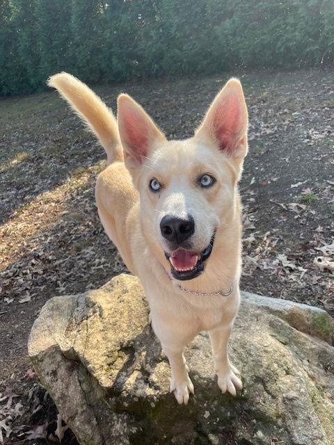 Enlarge Orion, a Adoptable mixed breed in Cumming, GA image 2/3