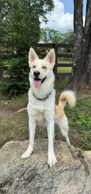 Orion, a Adoptable mixed breed in Cumming, GA image 3/3