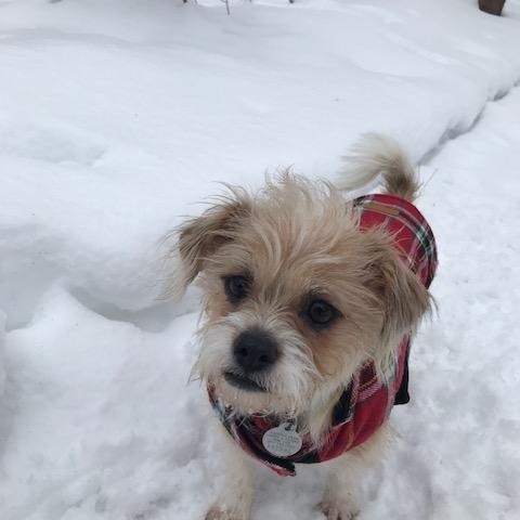 Enlarge Linus, an adopted mixed breed in Paw Paw, MI image 5/5