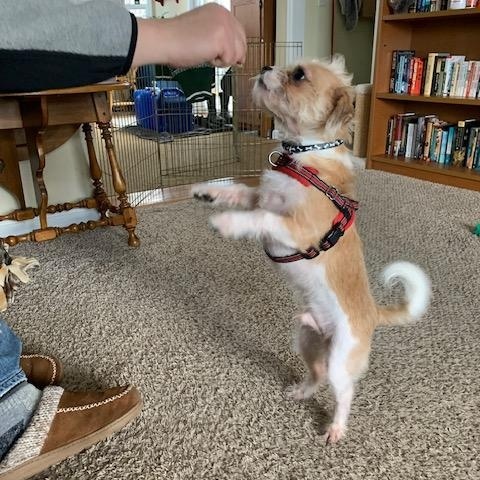 Enlarge Linus, an adopted mixed breed in Paw Paw, MI image 4/5