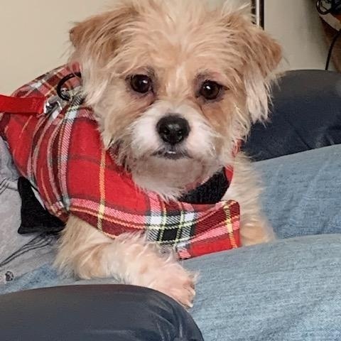 Enlarge Linus, an adopted mixed breed in Paw Paw, MI image 2/5