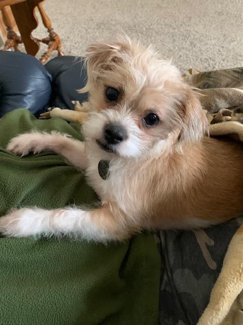 Enlarge Linus, an adopted mixed breed in Paw Paw, MI image 3/5